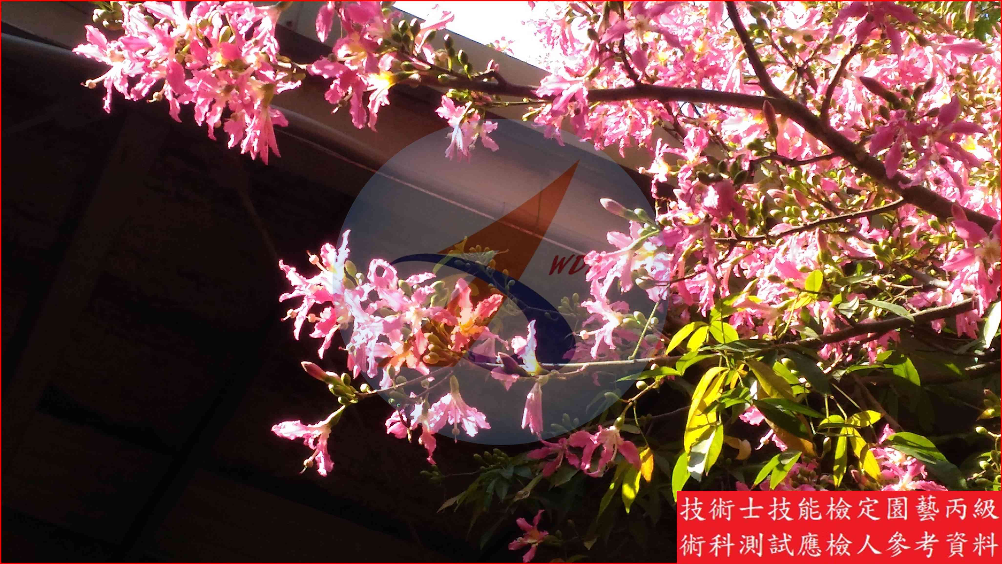 美人樹 園藝丙級識別圖片 3