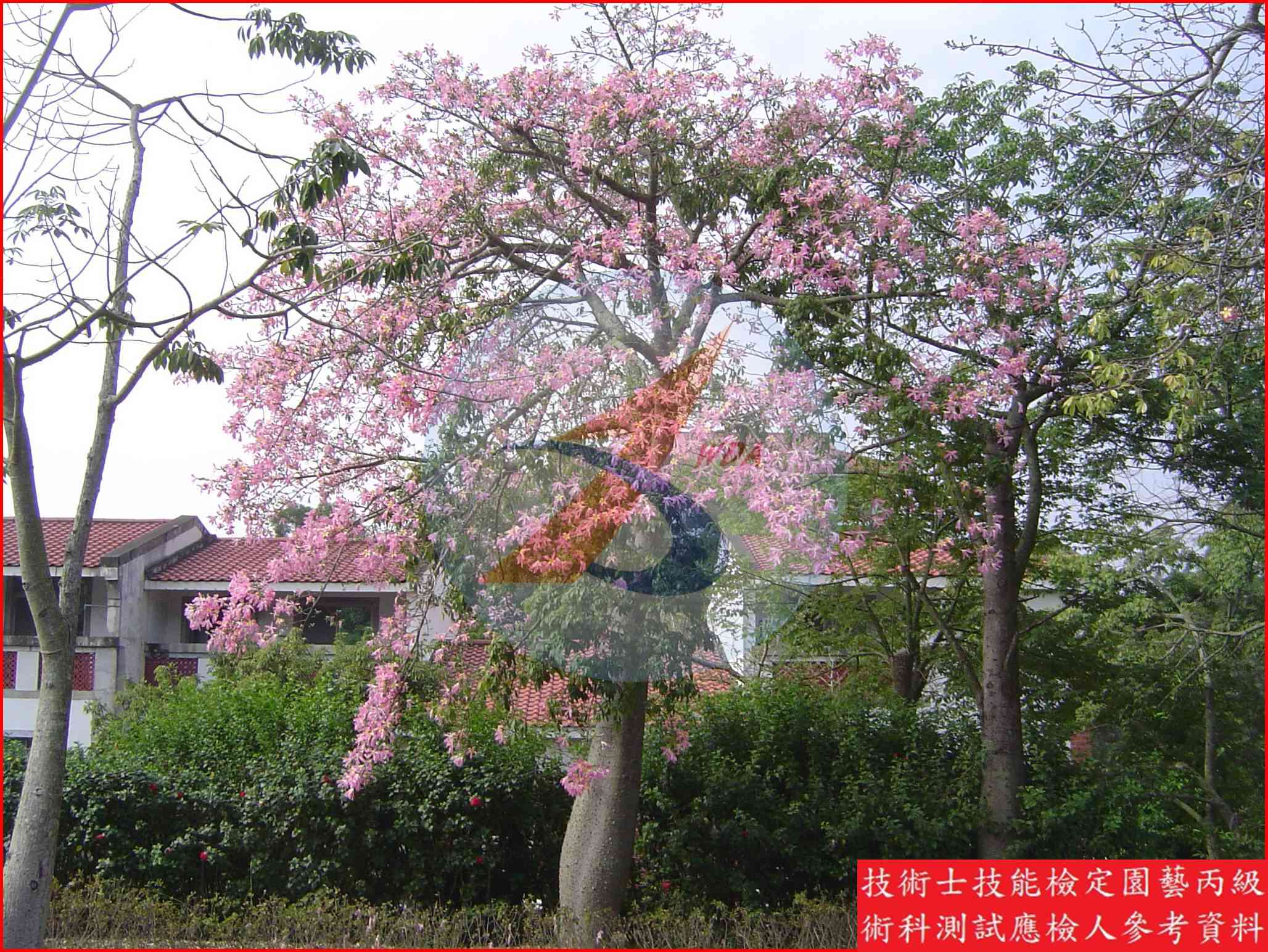 美人樹 園藝丙級識別圖片 4