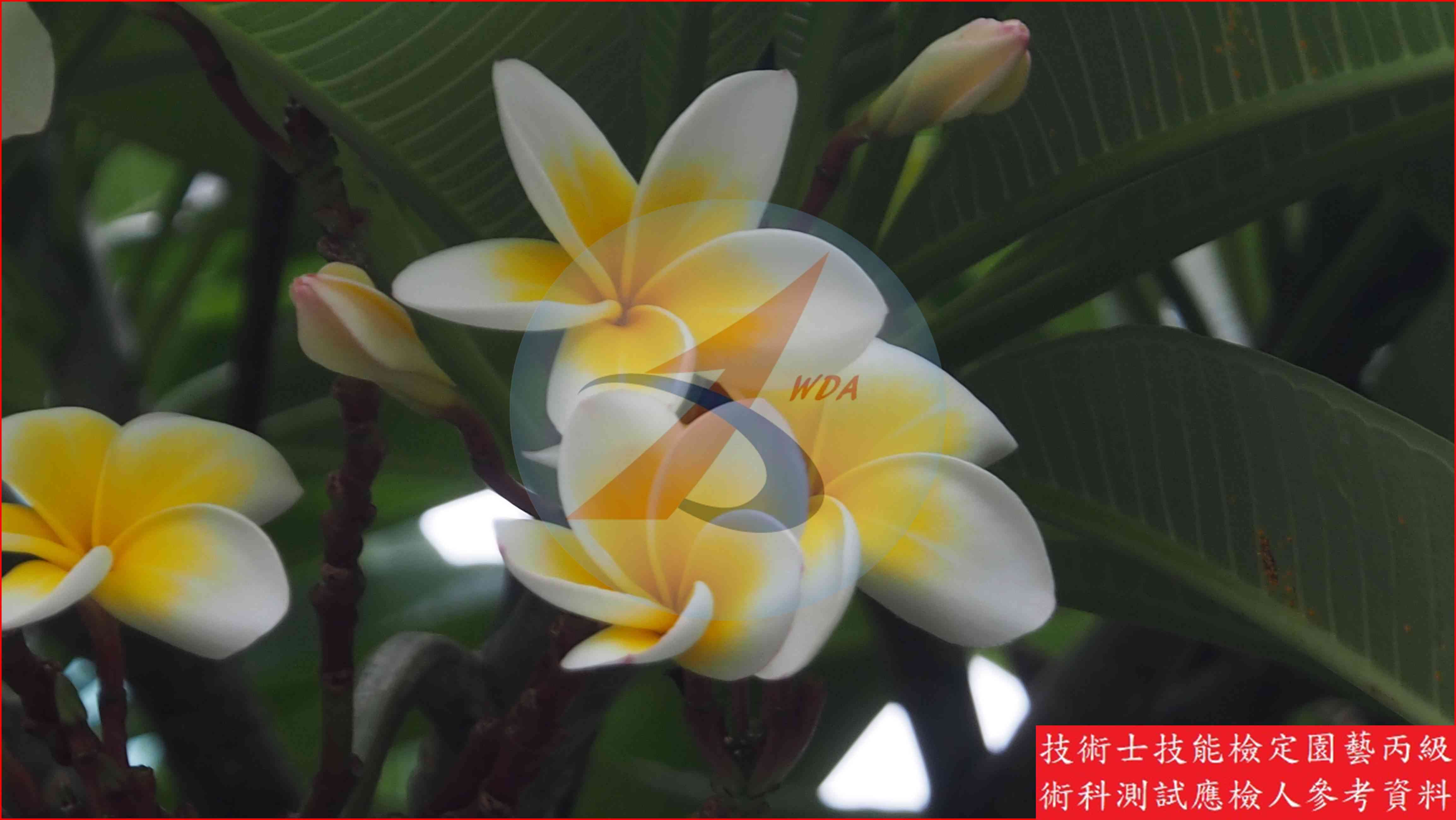 緬梔 園藝丙級識別圖片 2