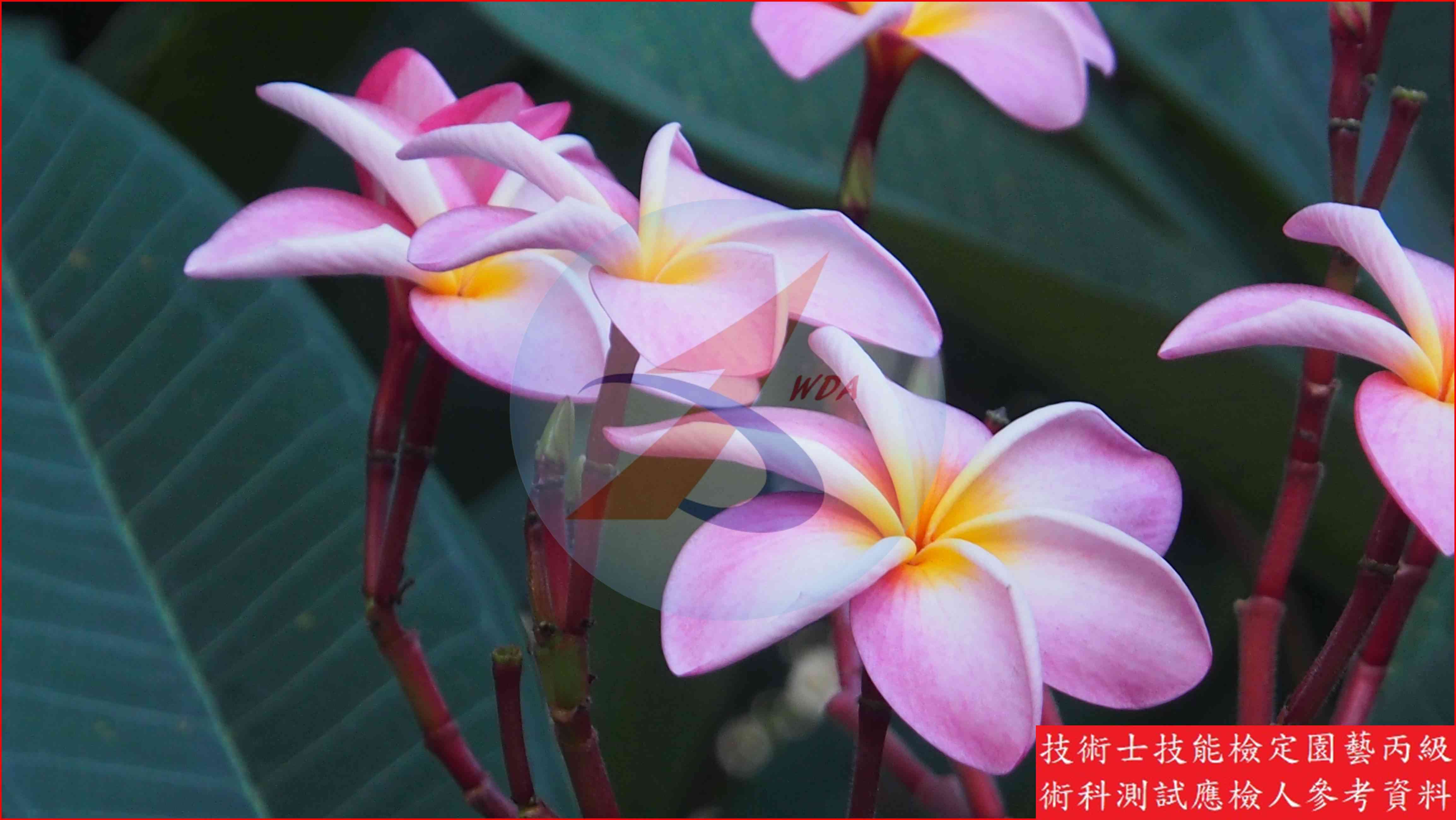 緬梔 園藝丙級識別圖片 6