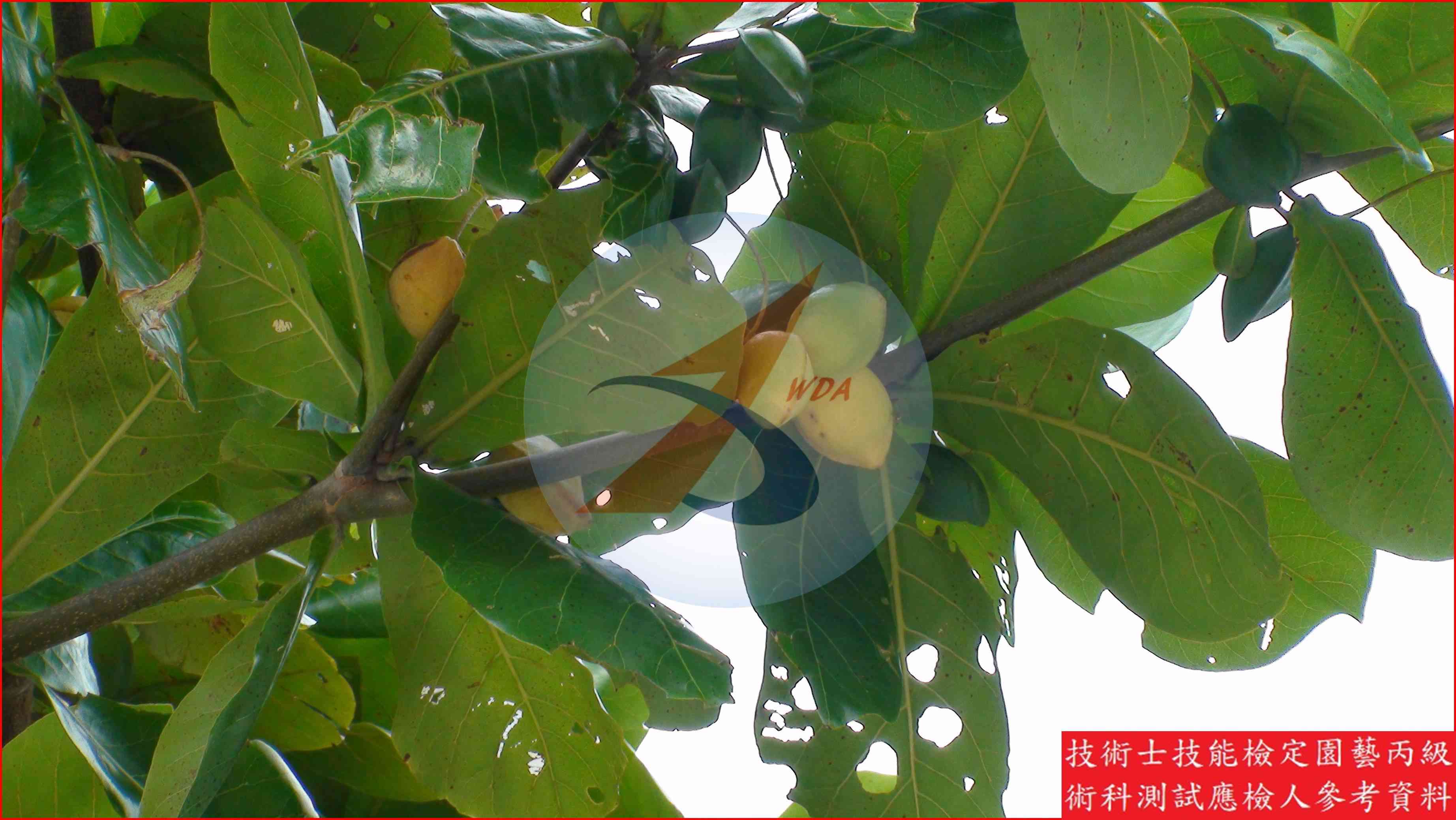 欖仁樹 園藝丙級辨識圖片