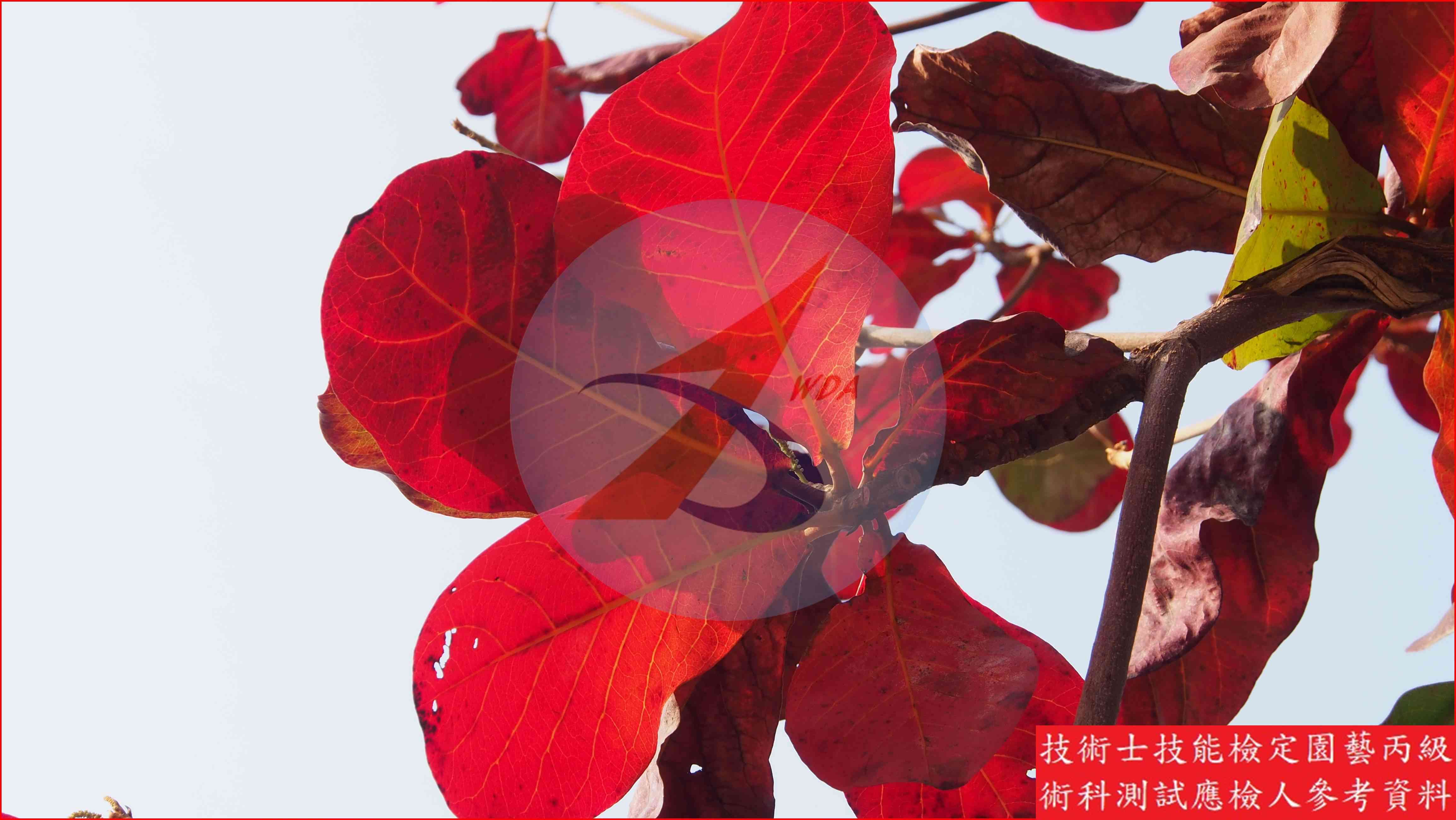 欖仁樹 園藝丙級識別圖片 2
