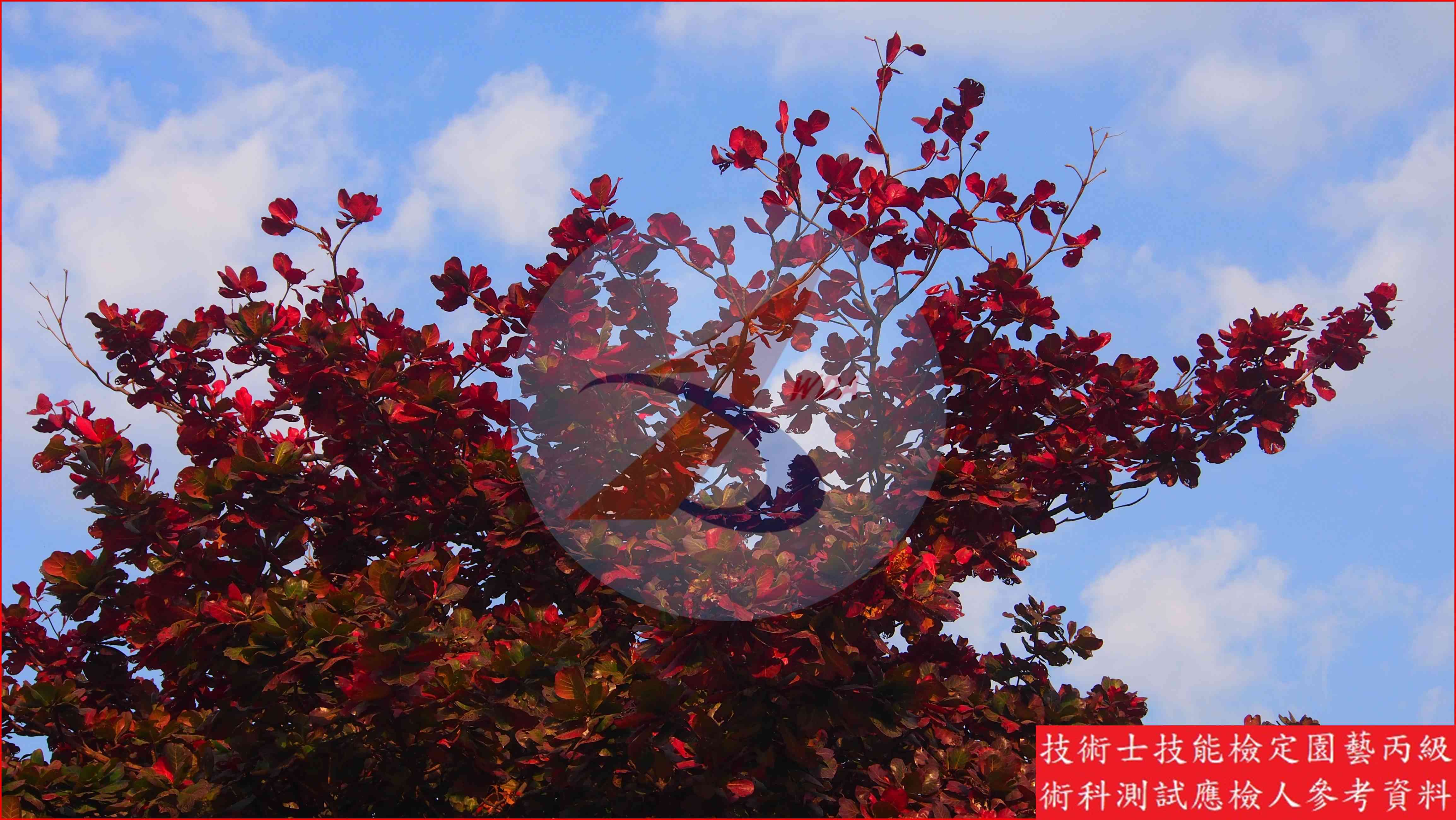 欖仁樹 園藝丙級識別圖片 3