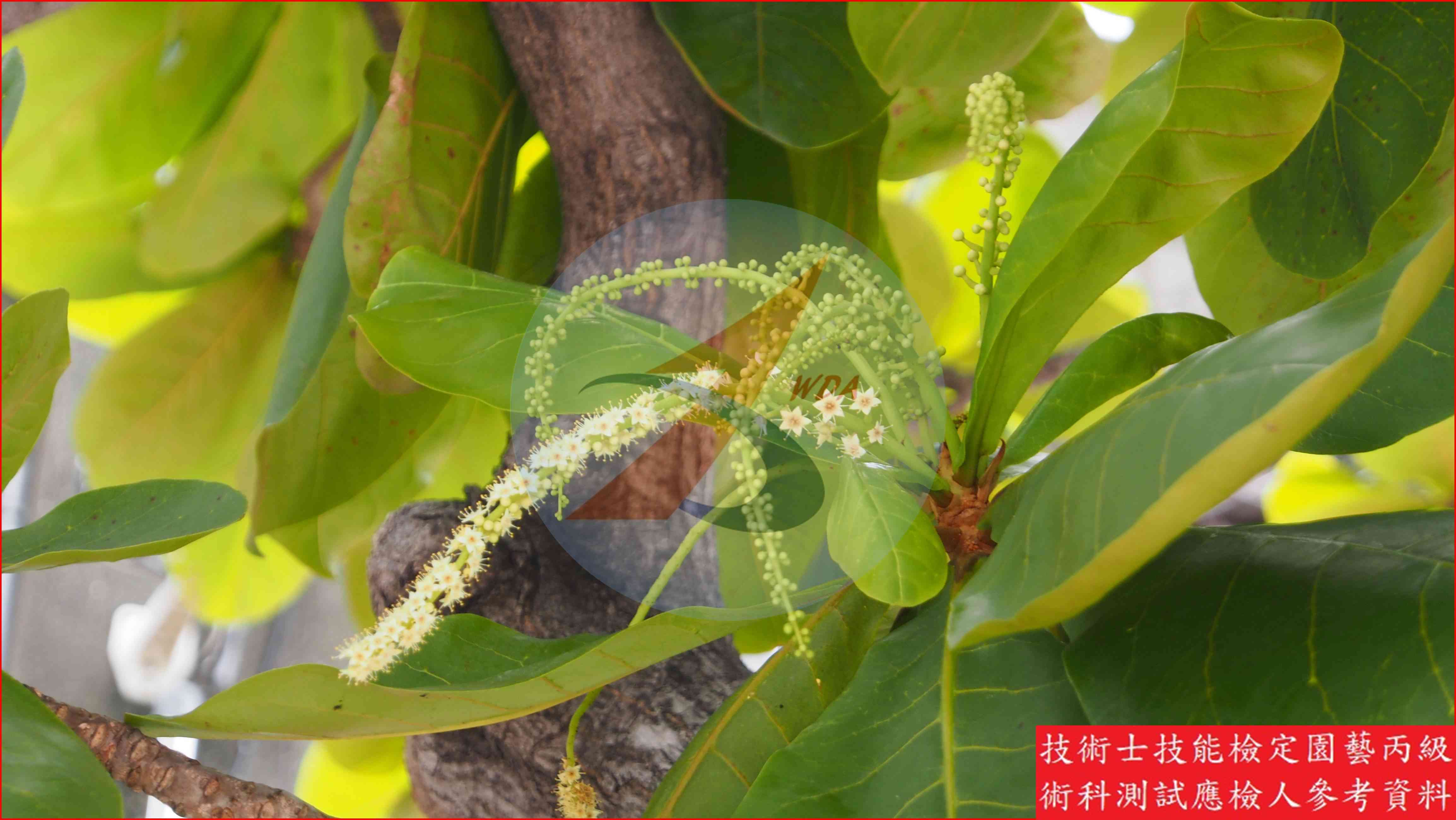 欖仁樹 園藝丙級識別圖片 4