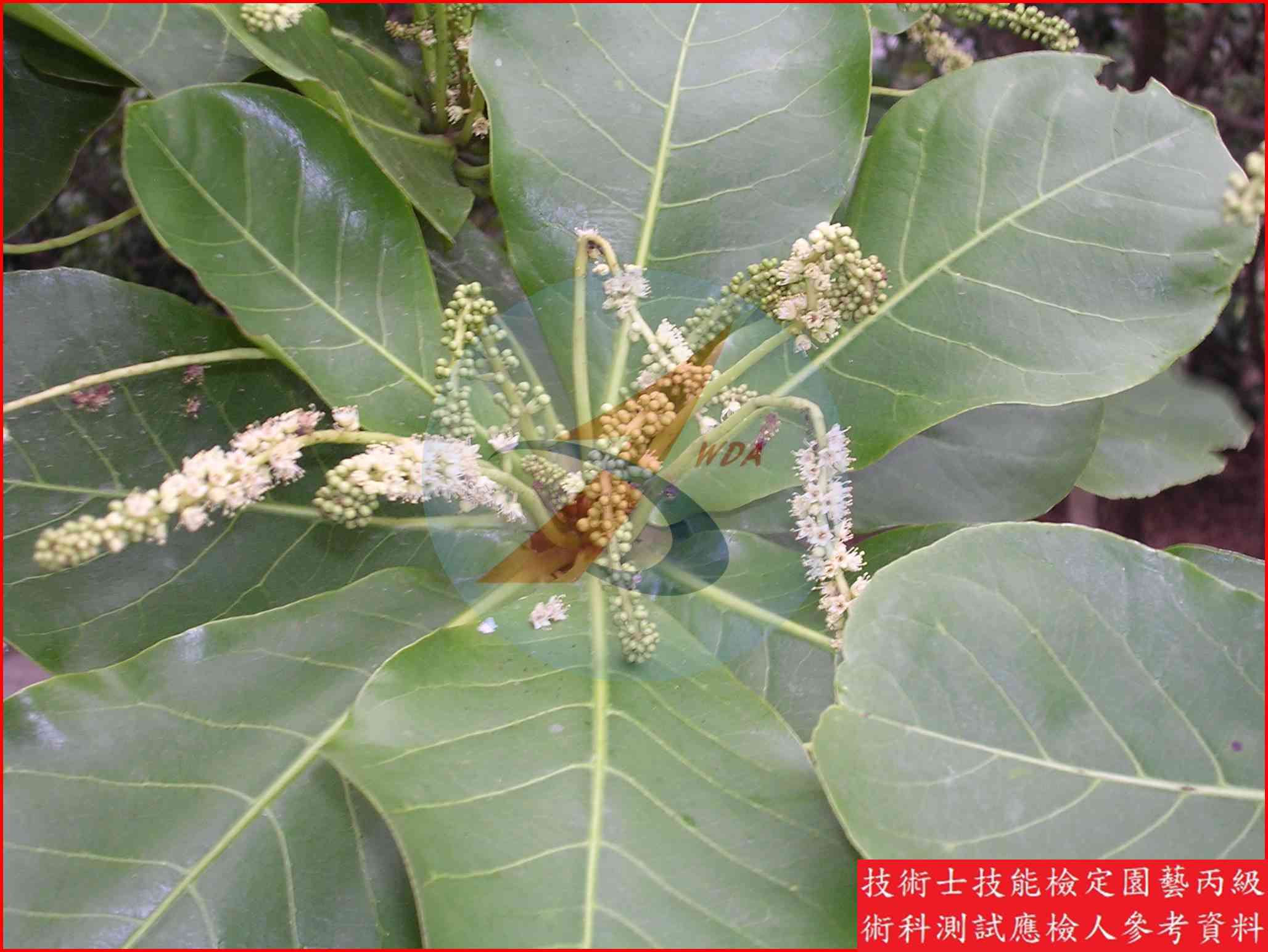 欖仁樹 園藝丙級識別圖片 5