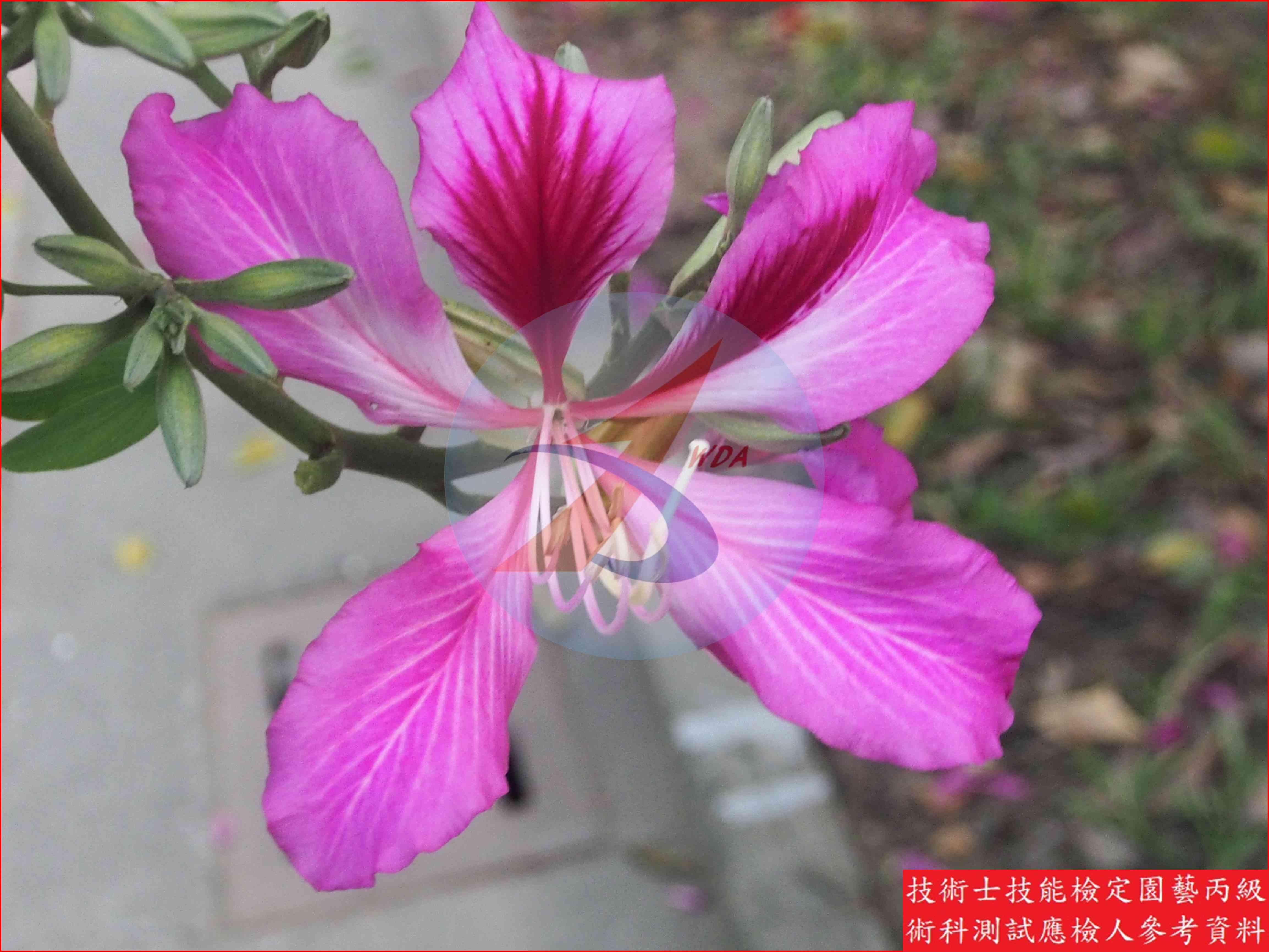 豔紫荊 園藝丙級辨識圖片
