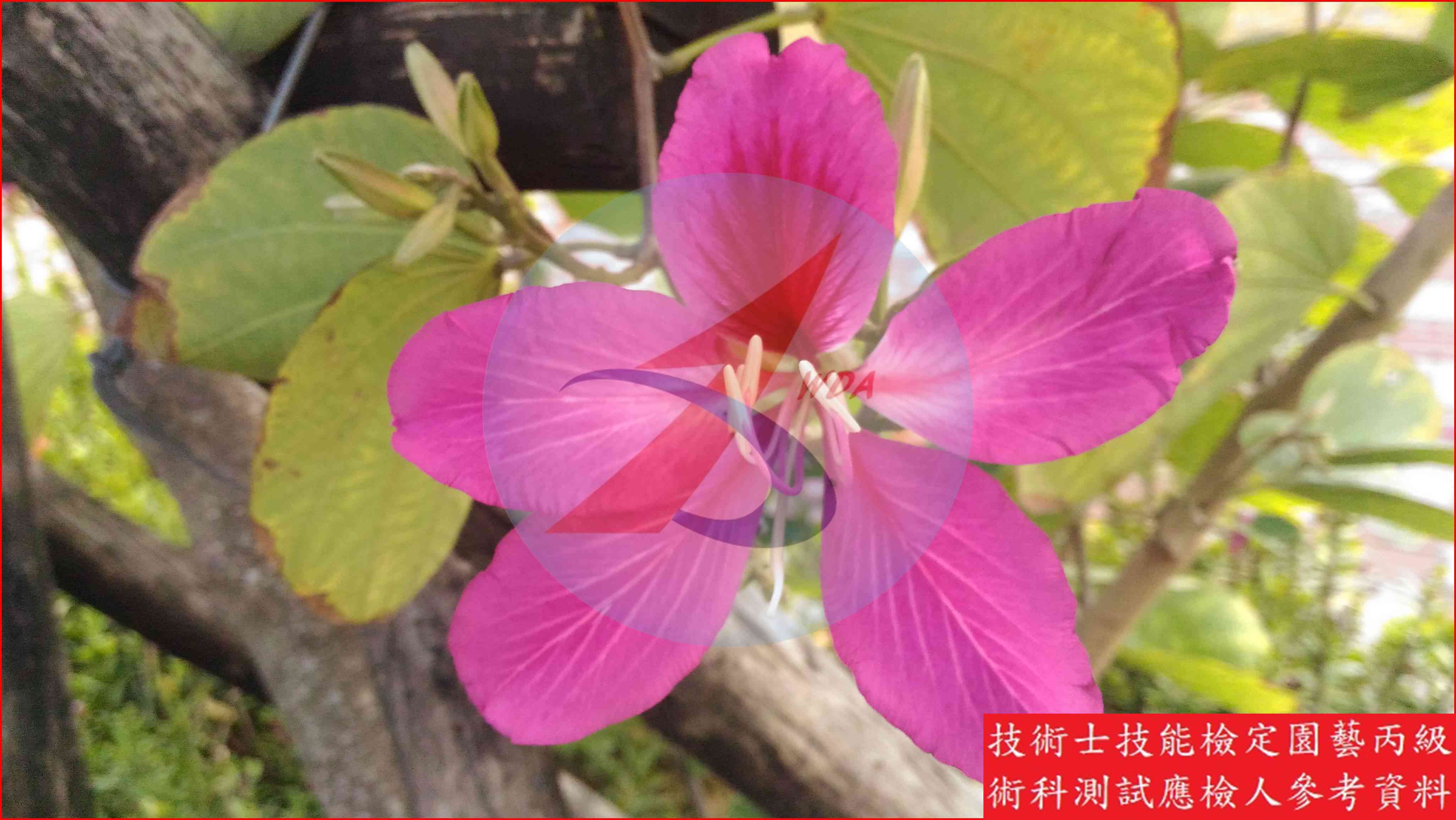 豔紫荊 園藝丙級識別圖片 3