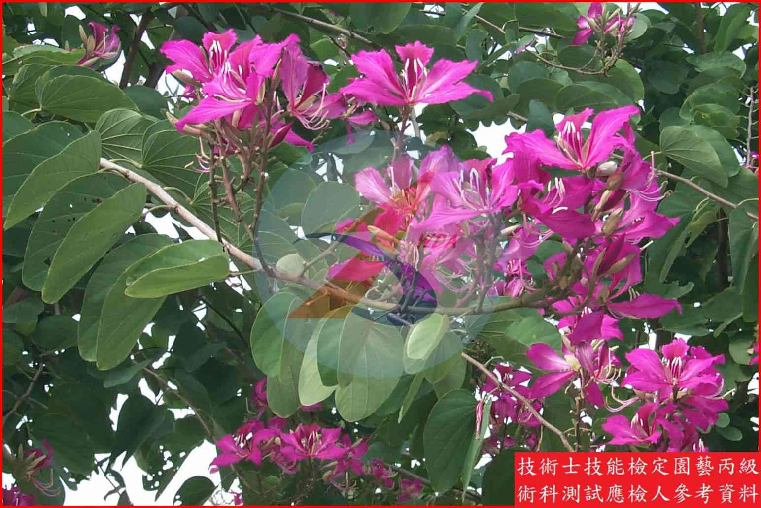 豔紫荊 園藝丙級識別圖片 4