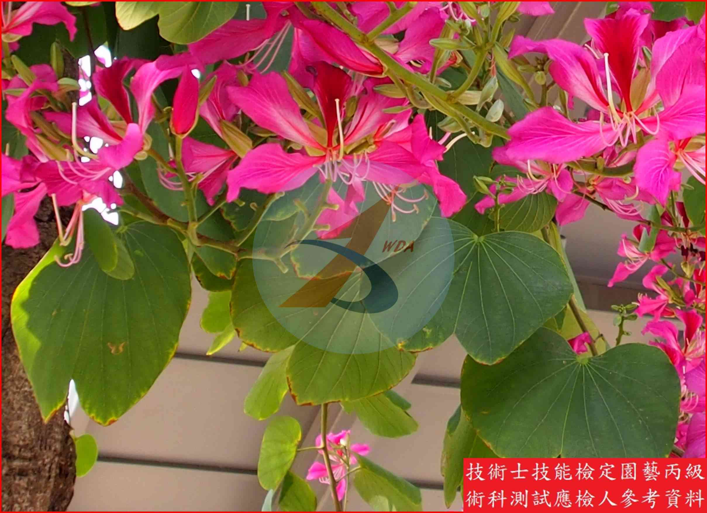 豔紫荊 園藝丙級識別圖片 5