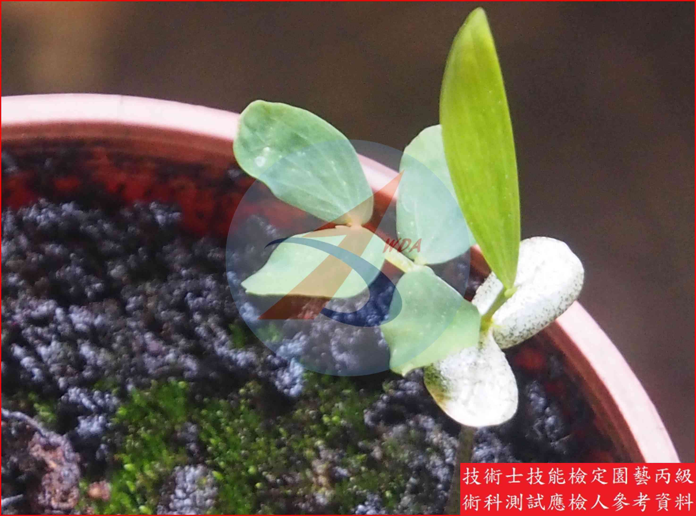 相思樹 園藝丙級識別圖片 3