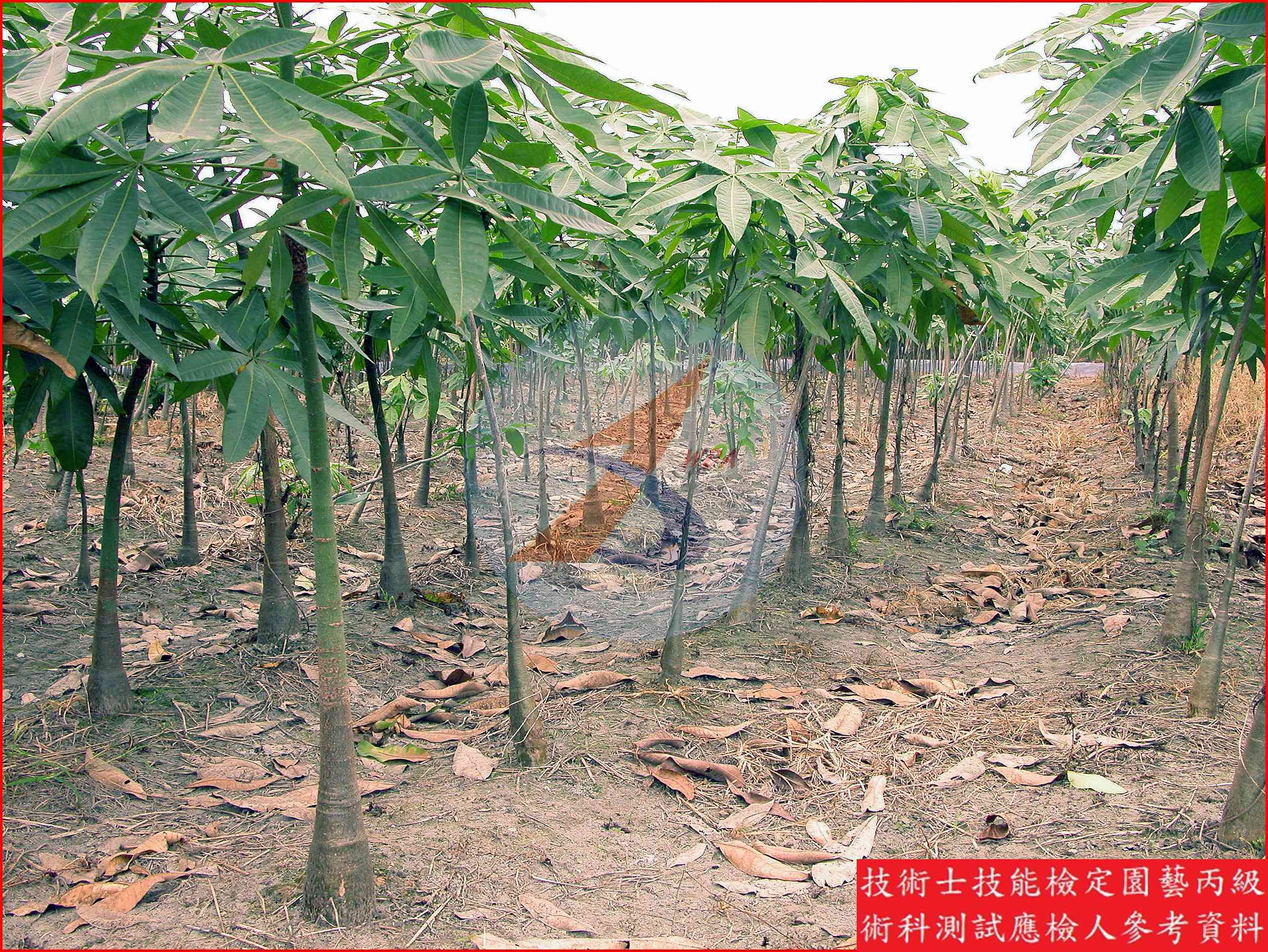 馬拉巴栗 園藝丙級辨識圖片