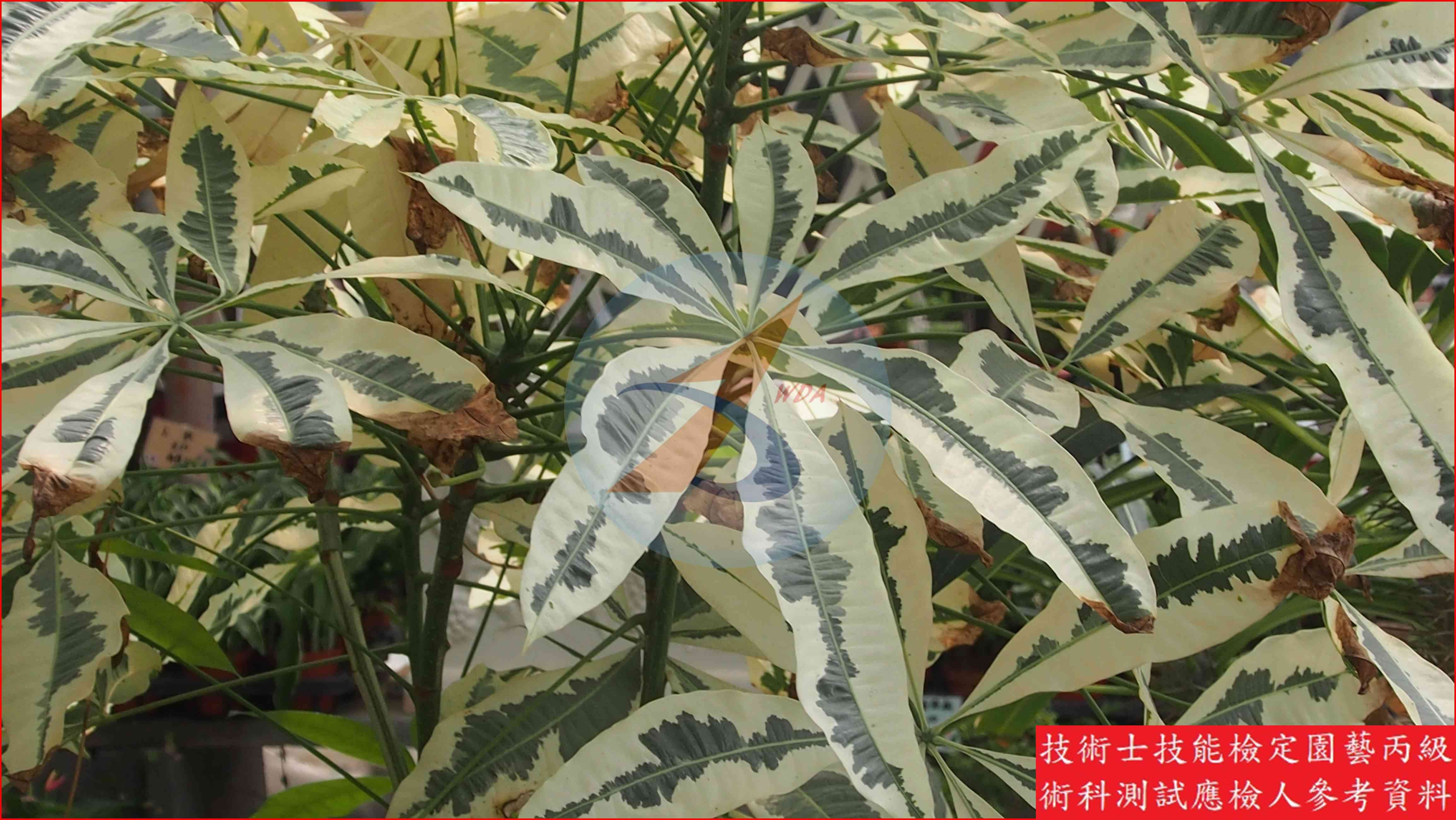 馬拉巴栗 園藝丙級識別圖片 2