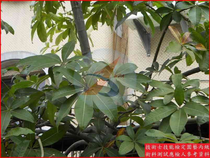 馬拉巴栗 園藝丙級識別圖片 3