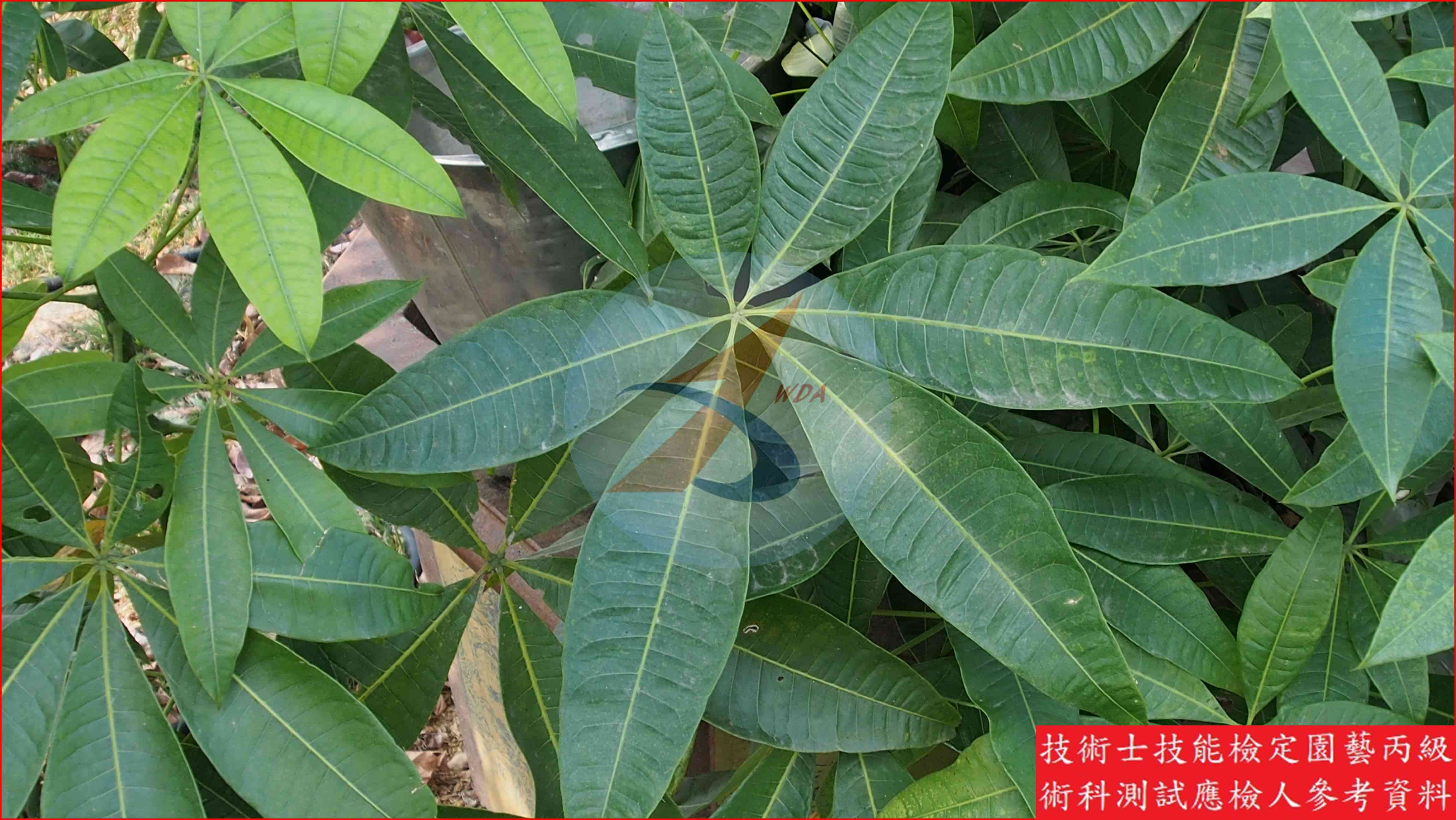 馬拉巴栗 園藝丙級識別圖片 4