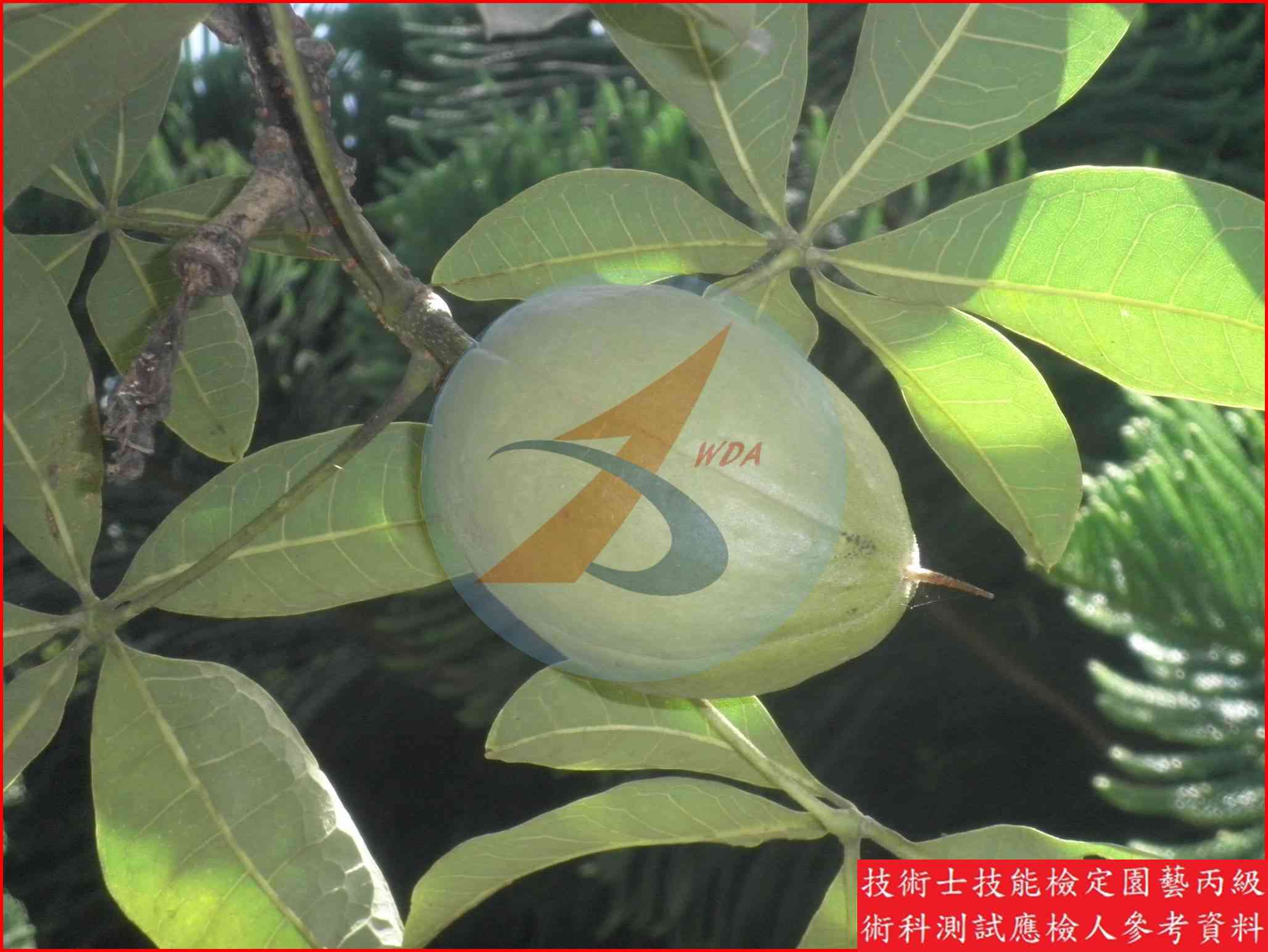 馬拉巴栗 園藝丙級識別圖片 5