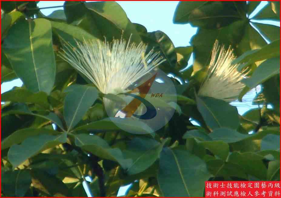 馬拉巴栗 園藝丙級識別圖片 6