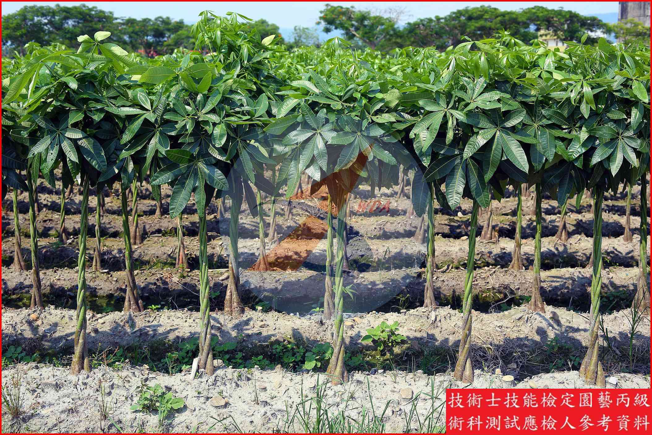 馬拉巴栗 園藝丙級識別圖片 7