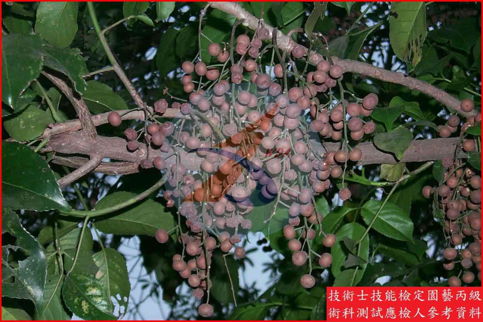 茄苳 園藝丙級識別圖片 2