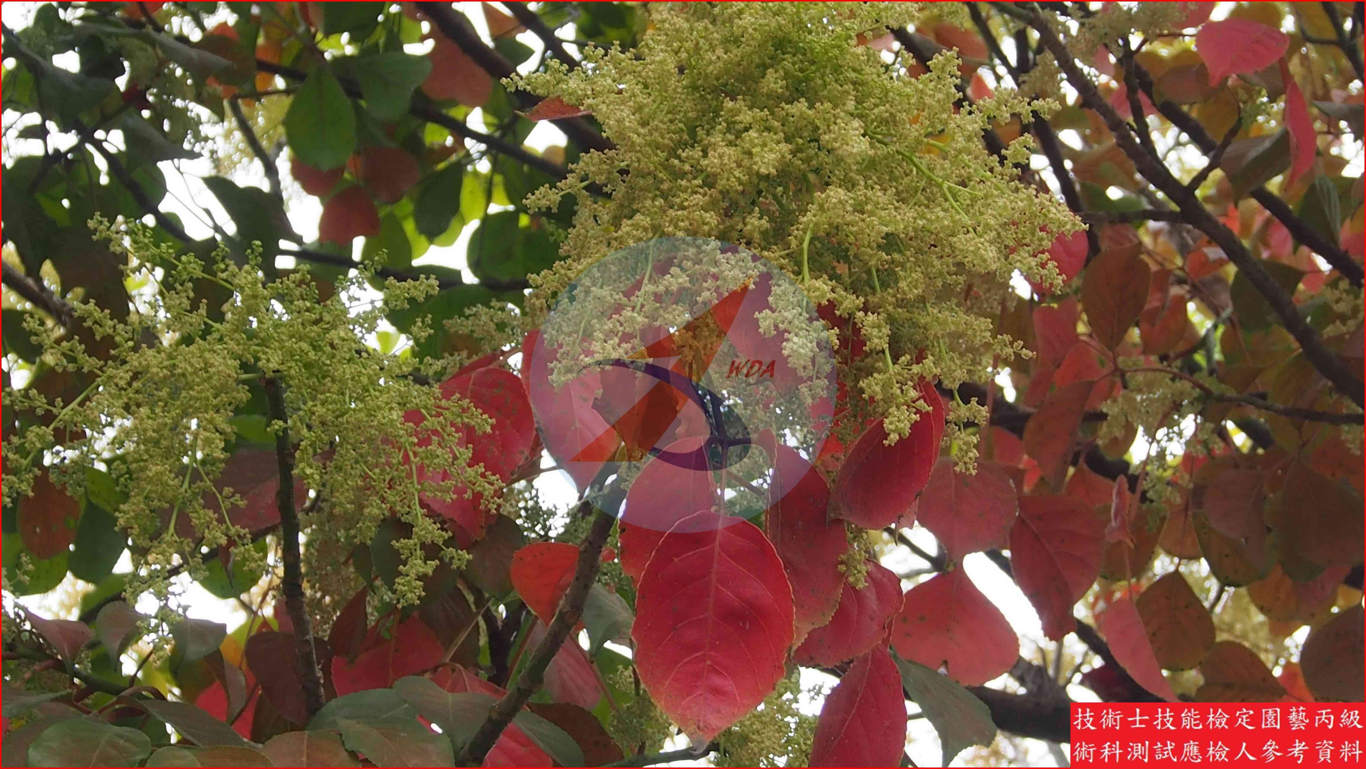 茄苳 園藝丙級識別圖片 4