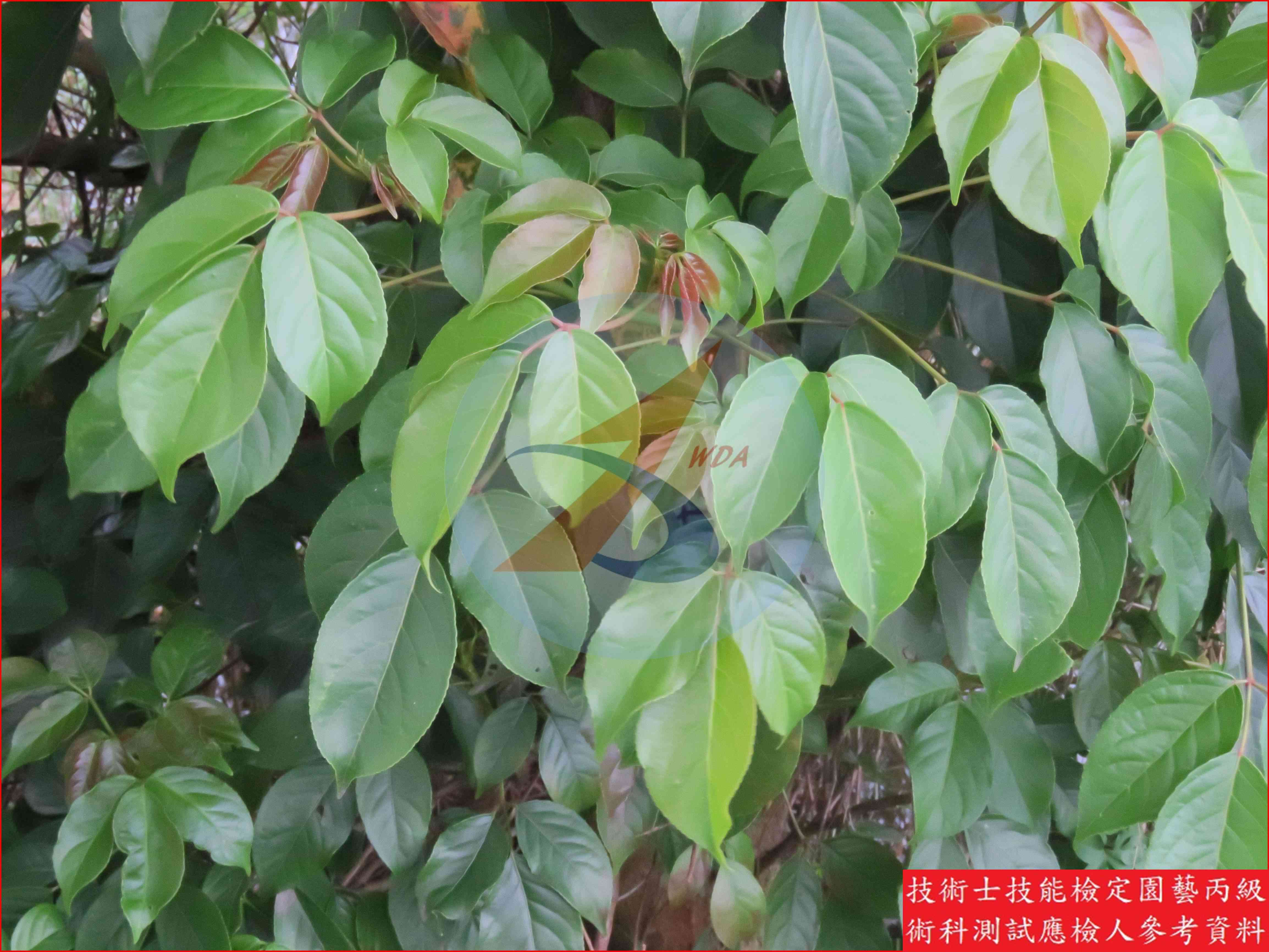 茄苳 園藝丙級識別圖片 5