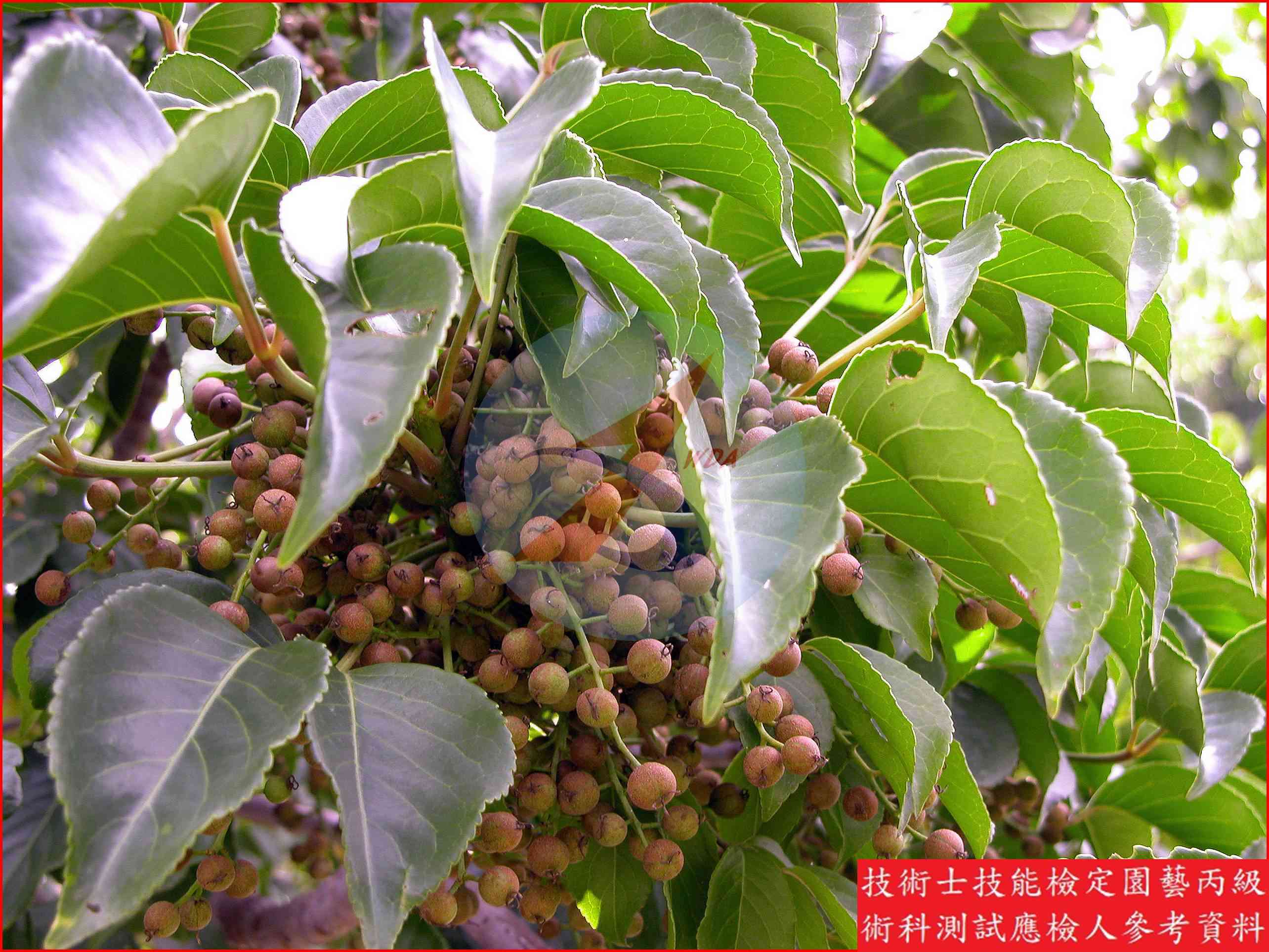 茄苳 園藝丙級識別圖片 6