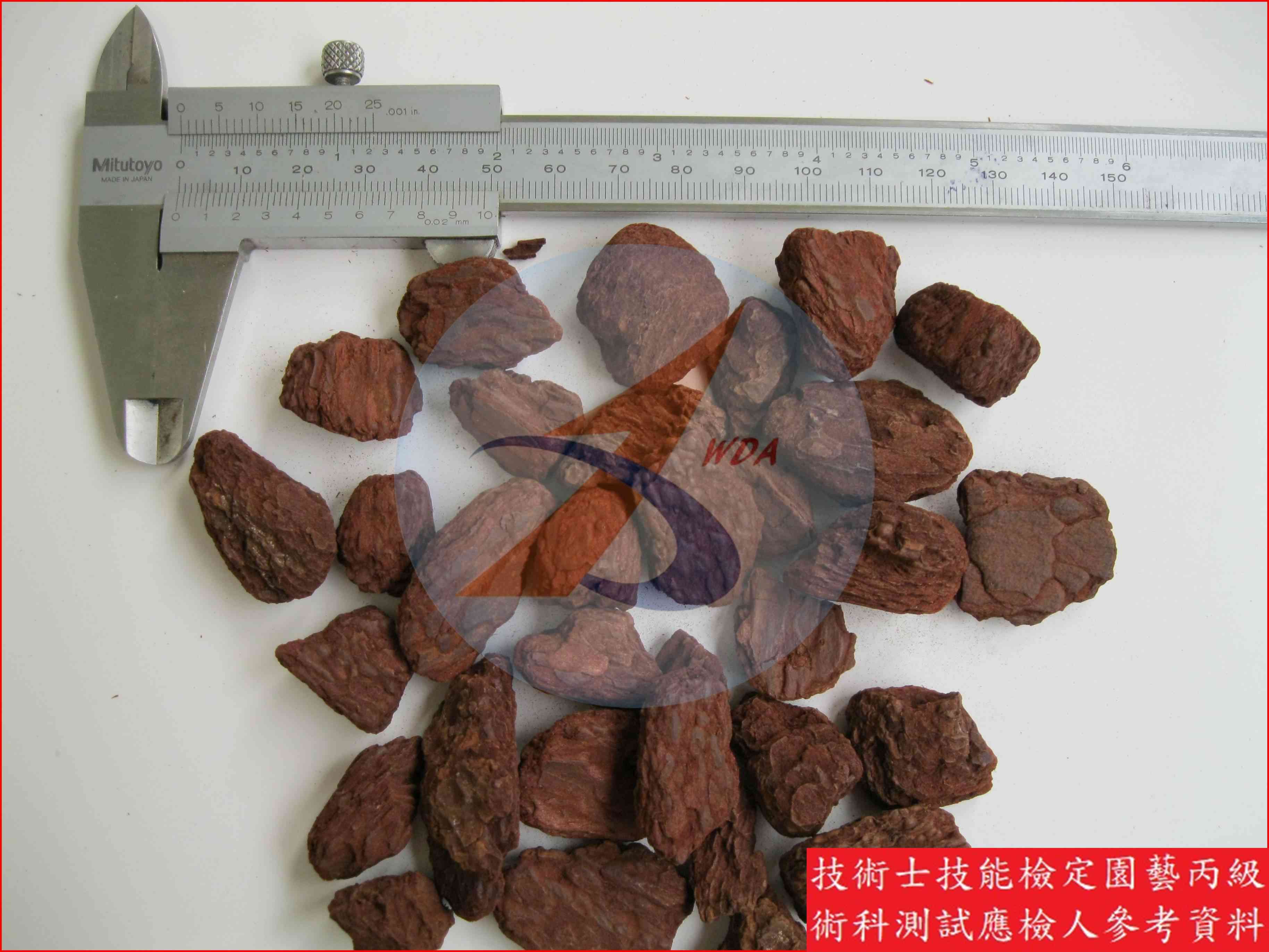 樹皮 園藝丙級識別圖片 2