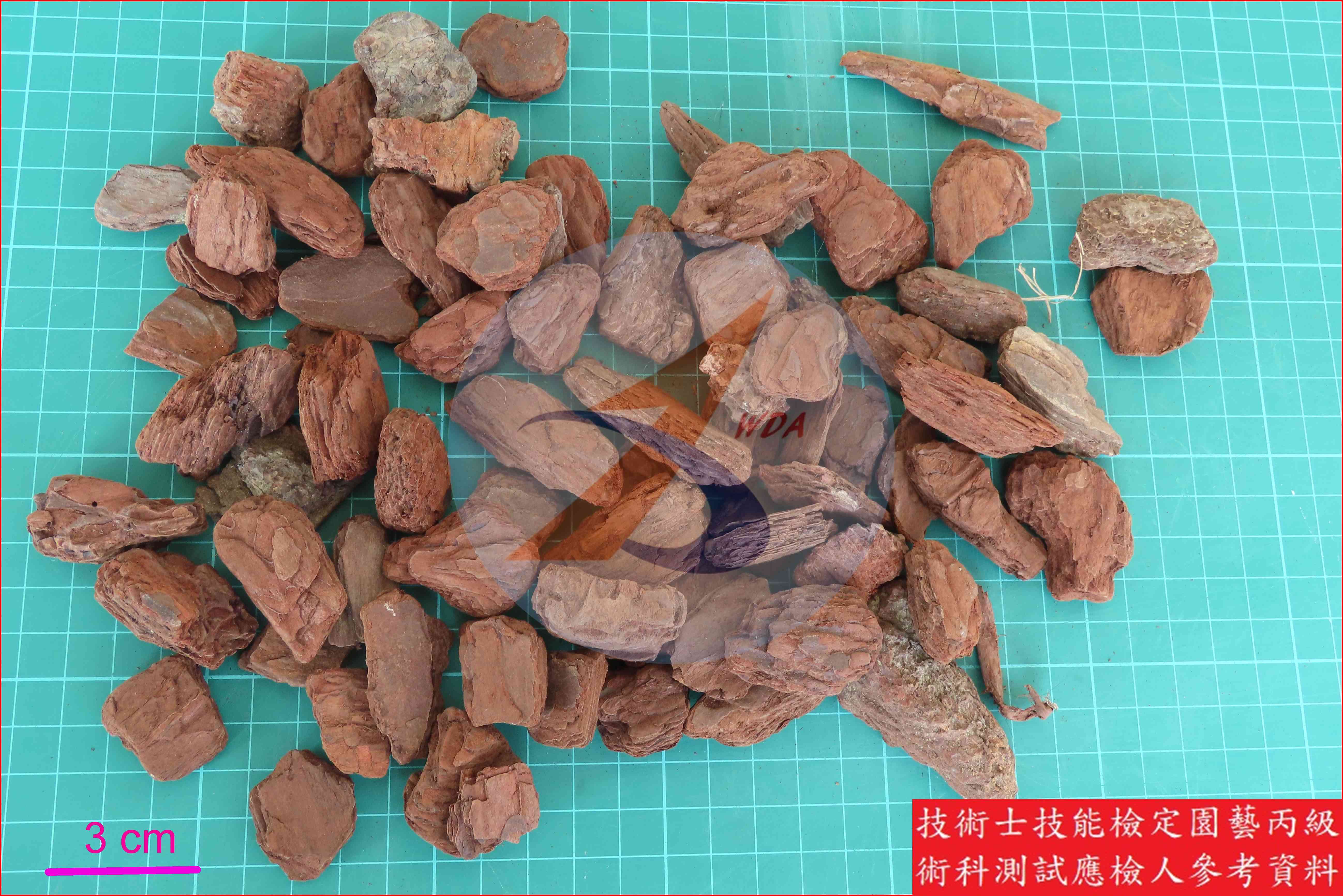 樹皮 園藝丙級識別圖片 5
