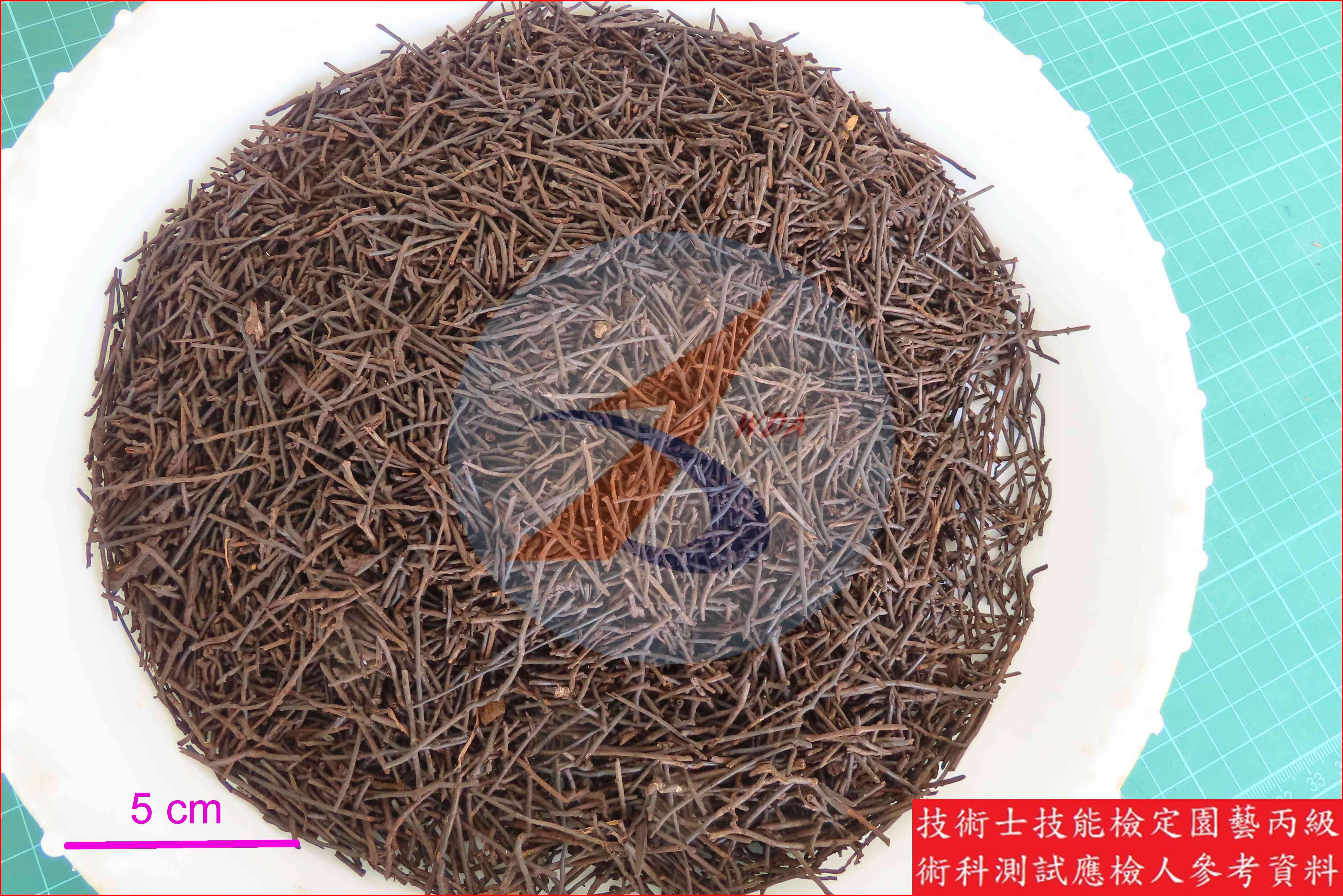 蛇木 園藝丙級辨識圖片