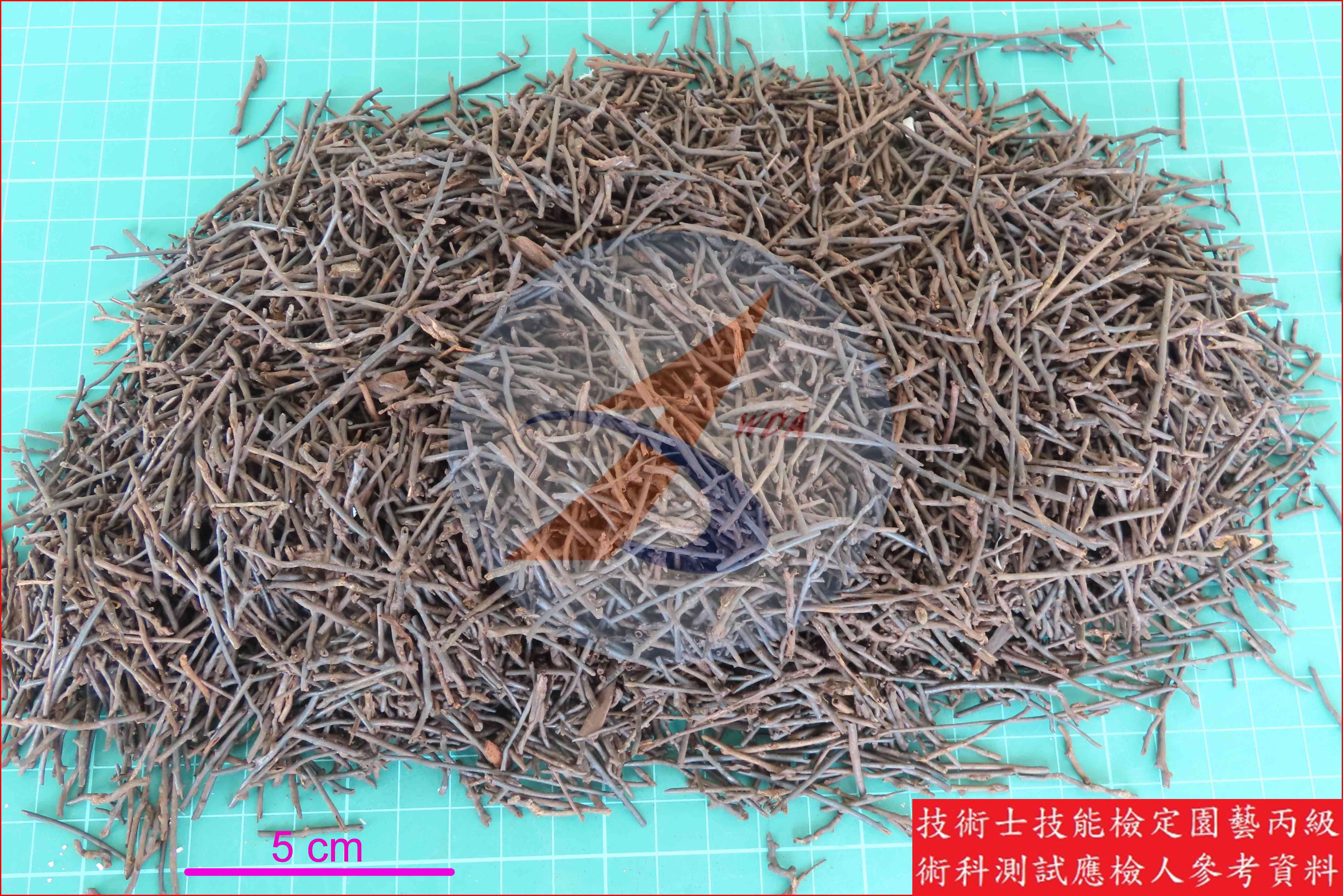 蛇木 園藝丙級識別圖片 2