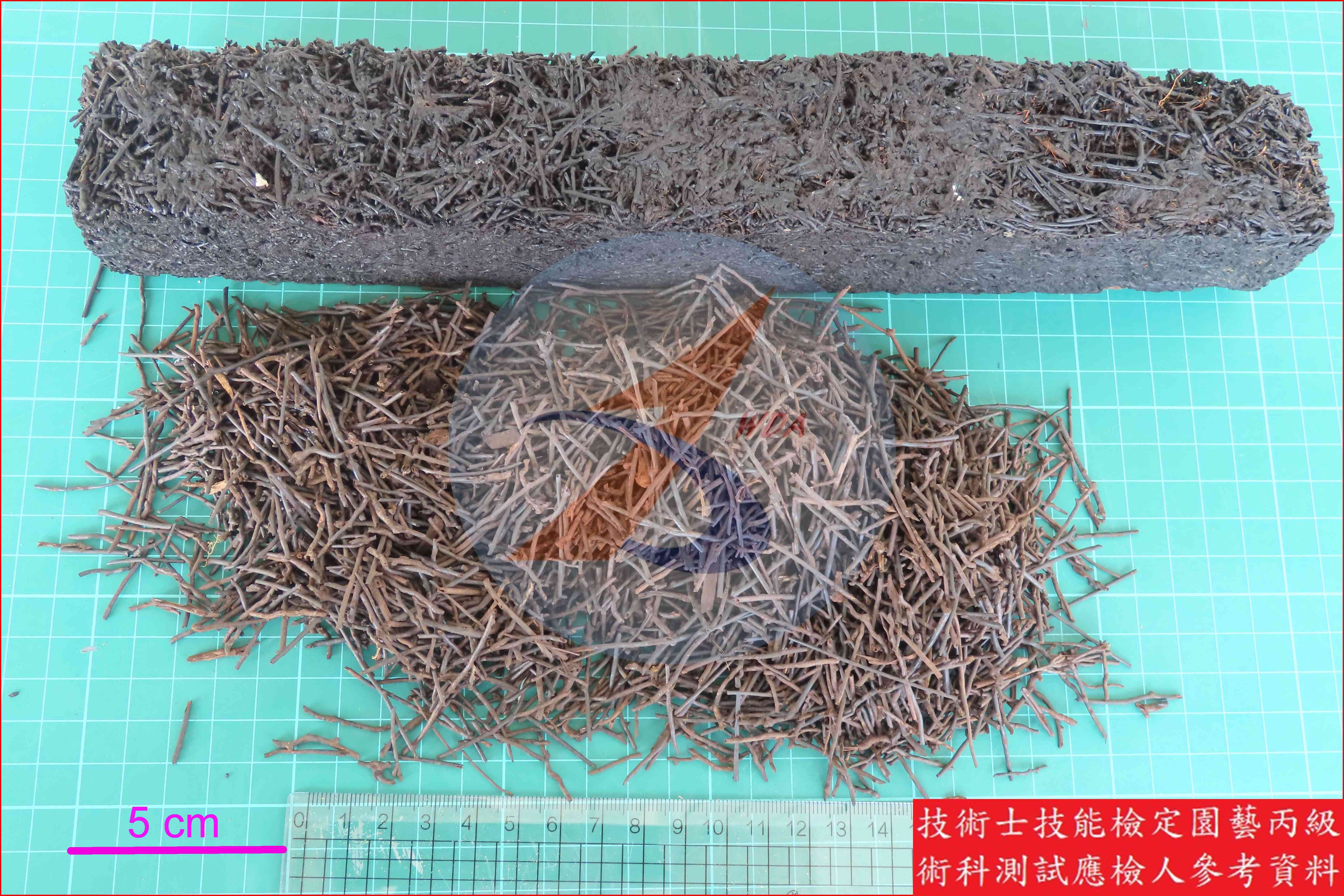 蛇木 園藝丙級識別圖片 3