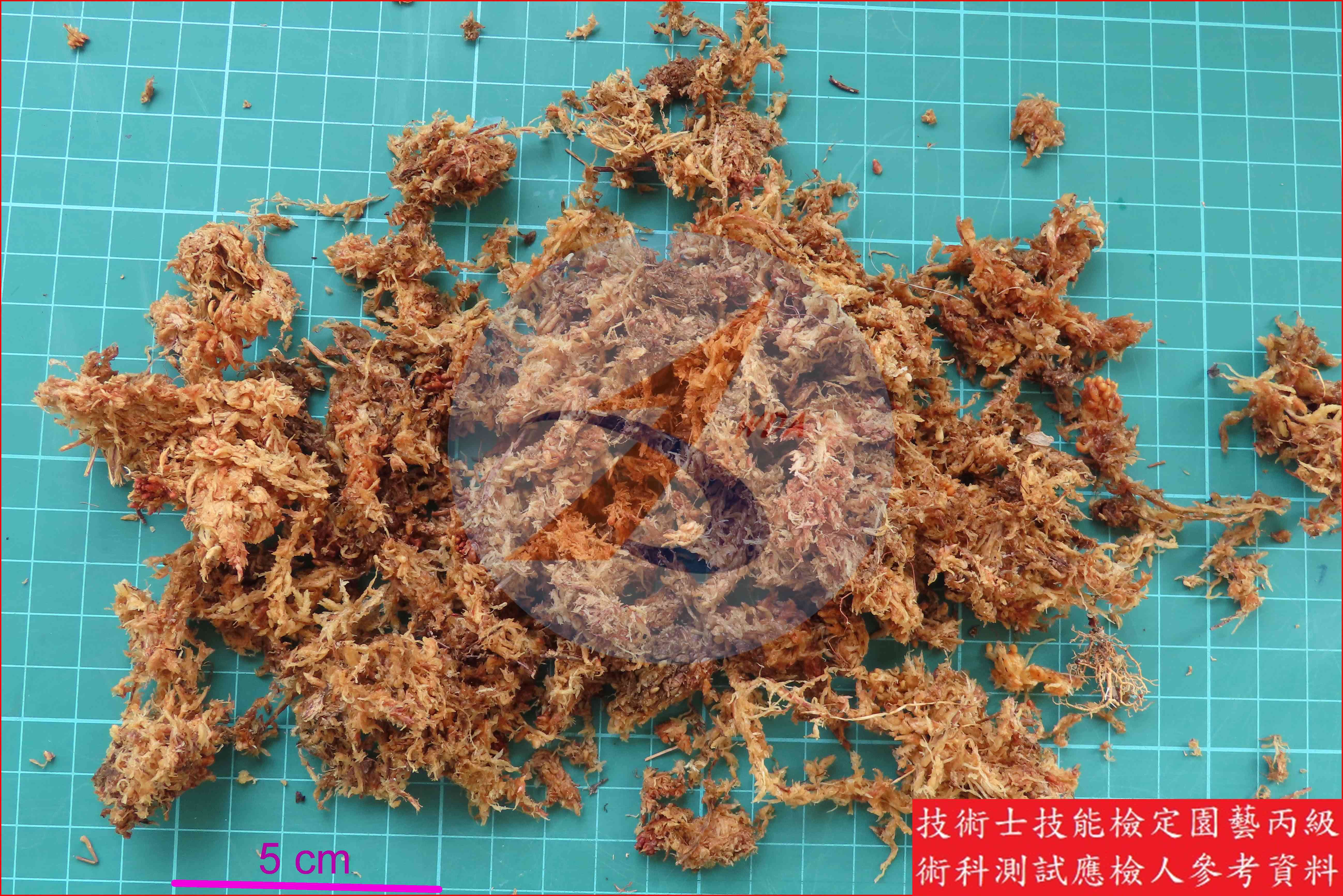 水苔 園藝丙級辨識圖片