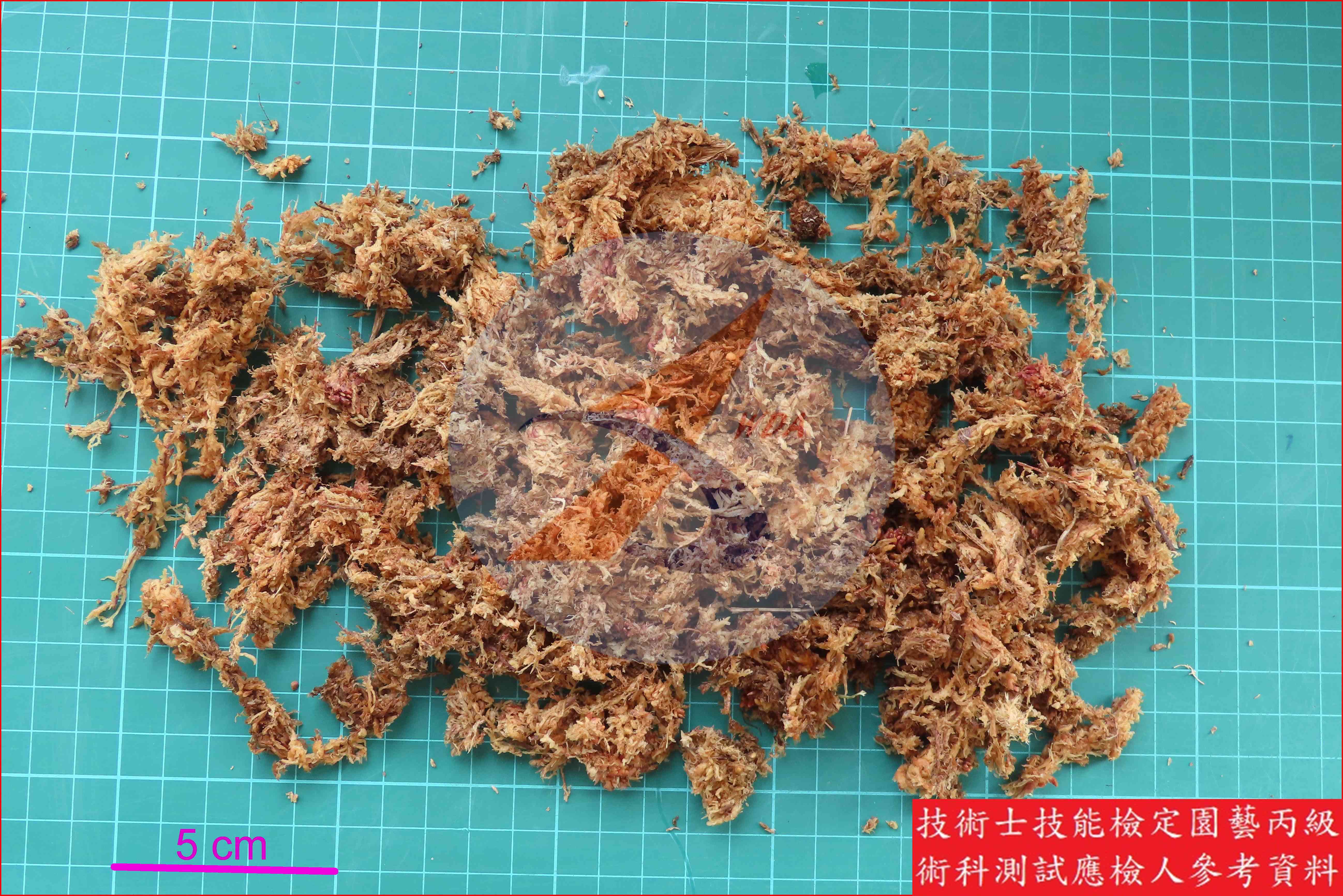 水苔 園藝丙級識別圖片 2