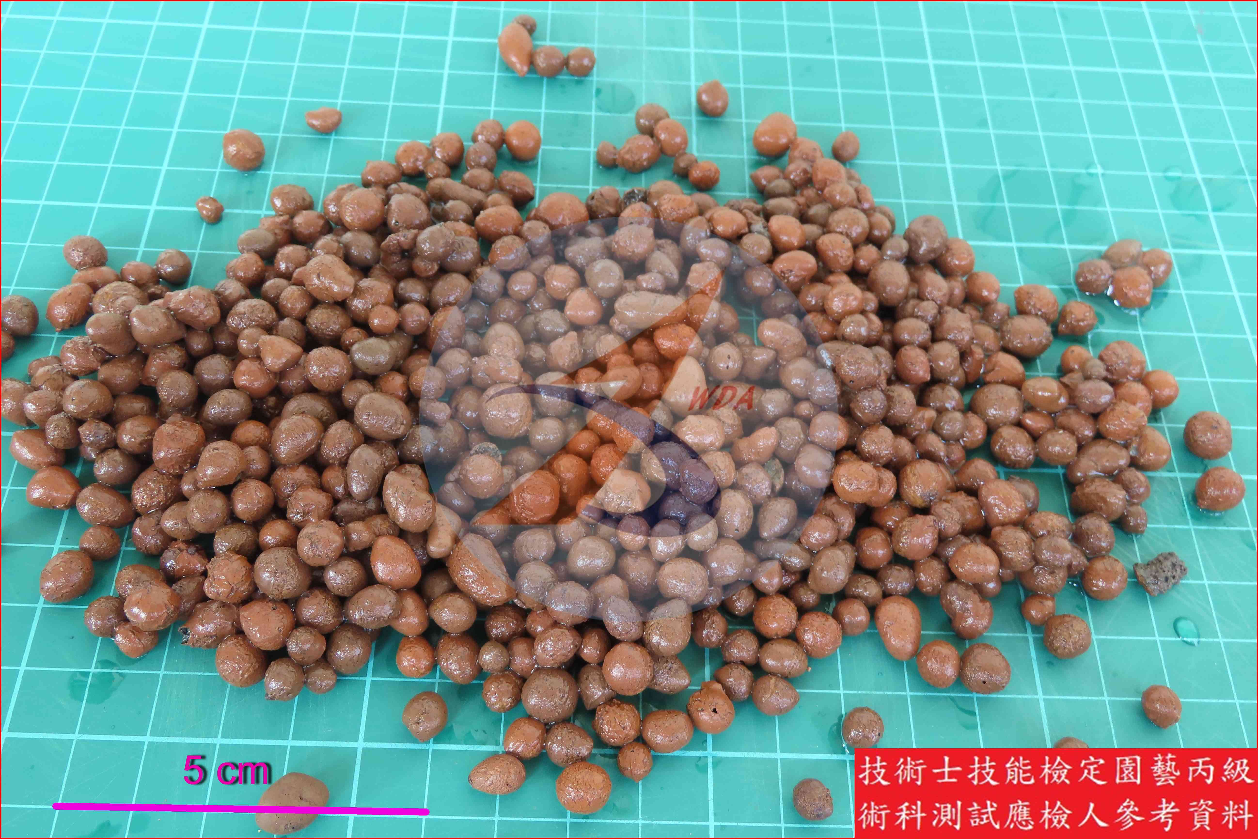 發泡煉石 園藝丙級辨識圖片