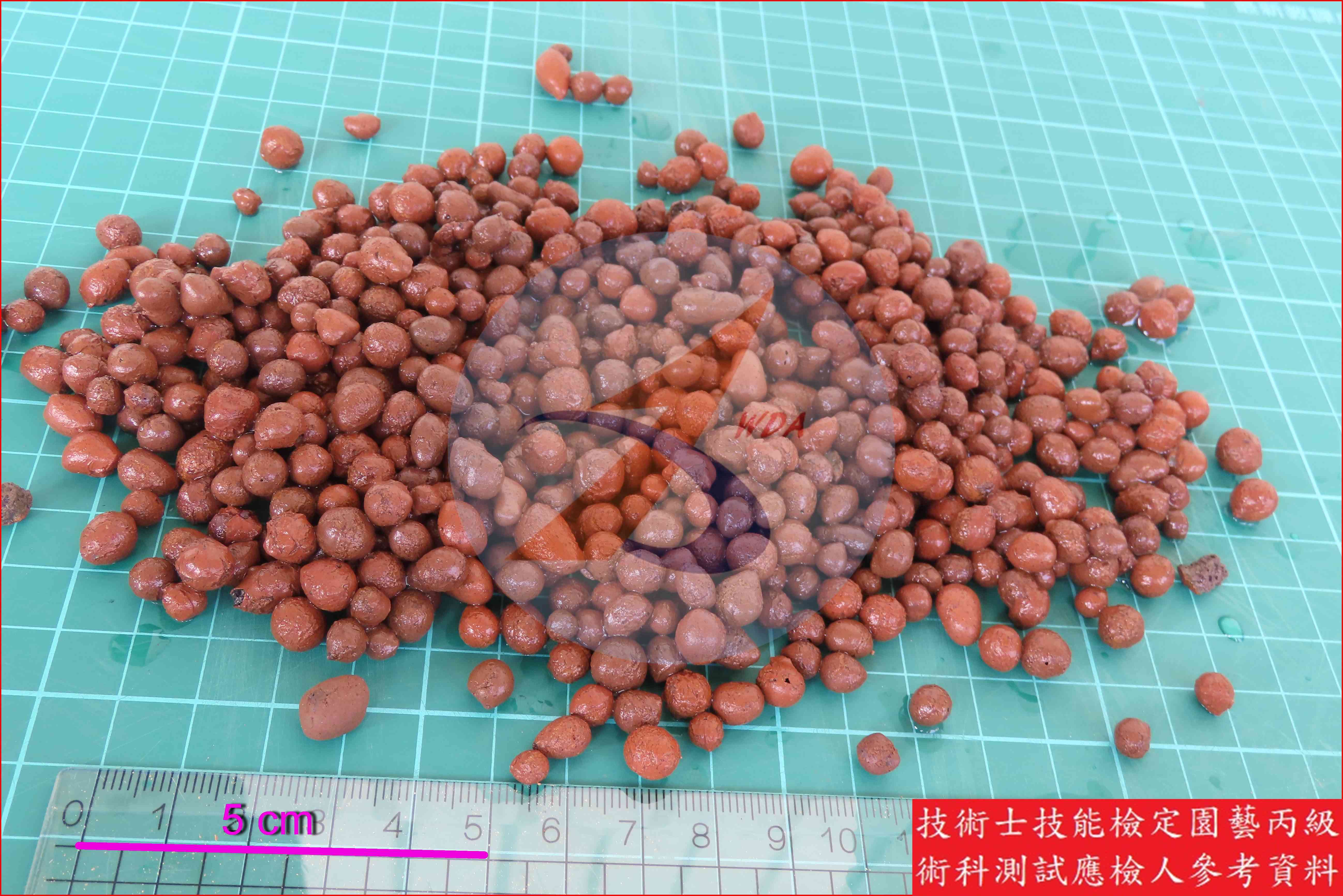 發泡煉石 園藝丙級識別圖片 2