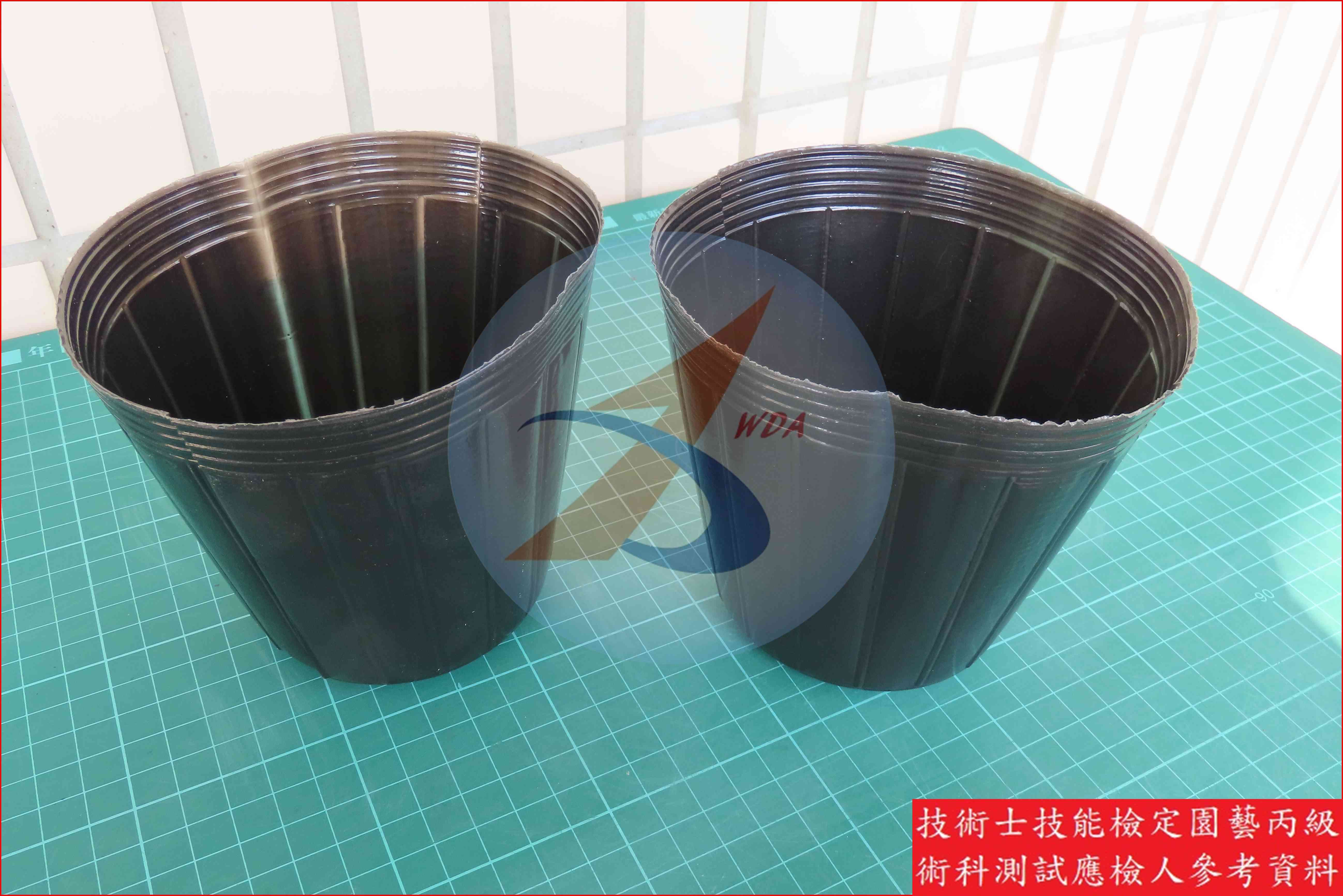 黑軟盆 園藝丙級識別圖片 4