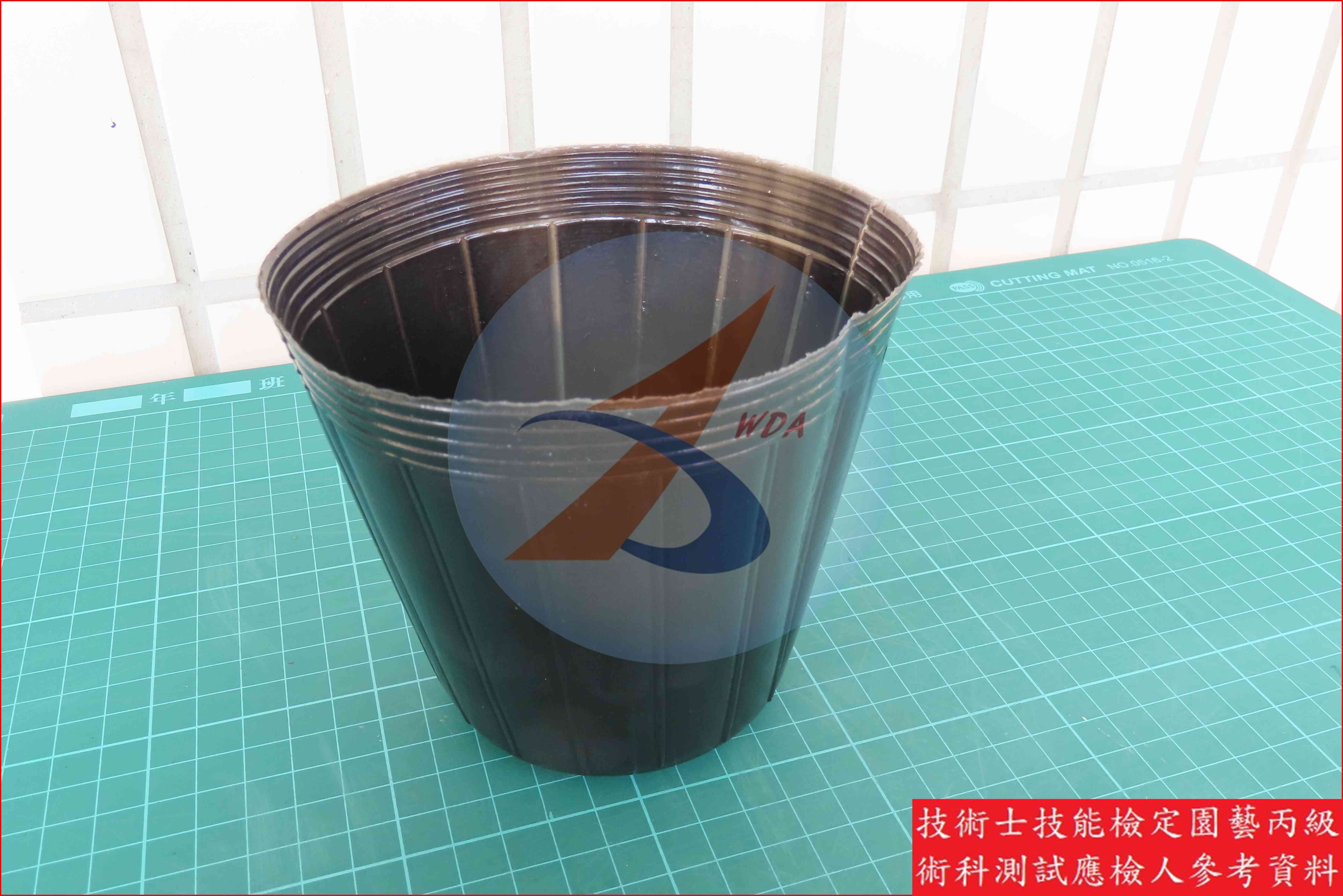 黑軟盆 園藝丙級識別圖片 5
