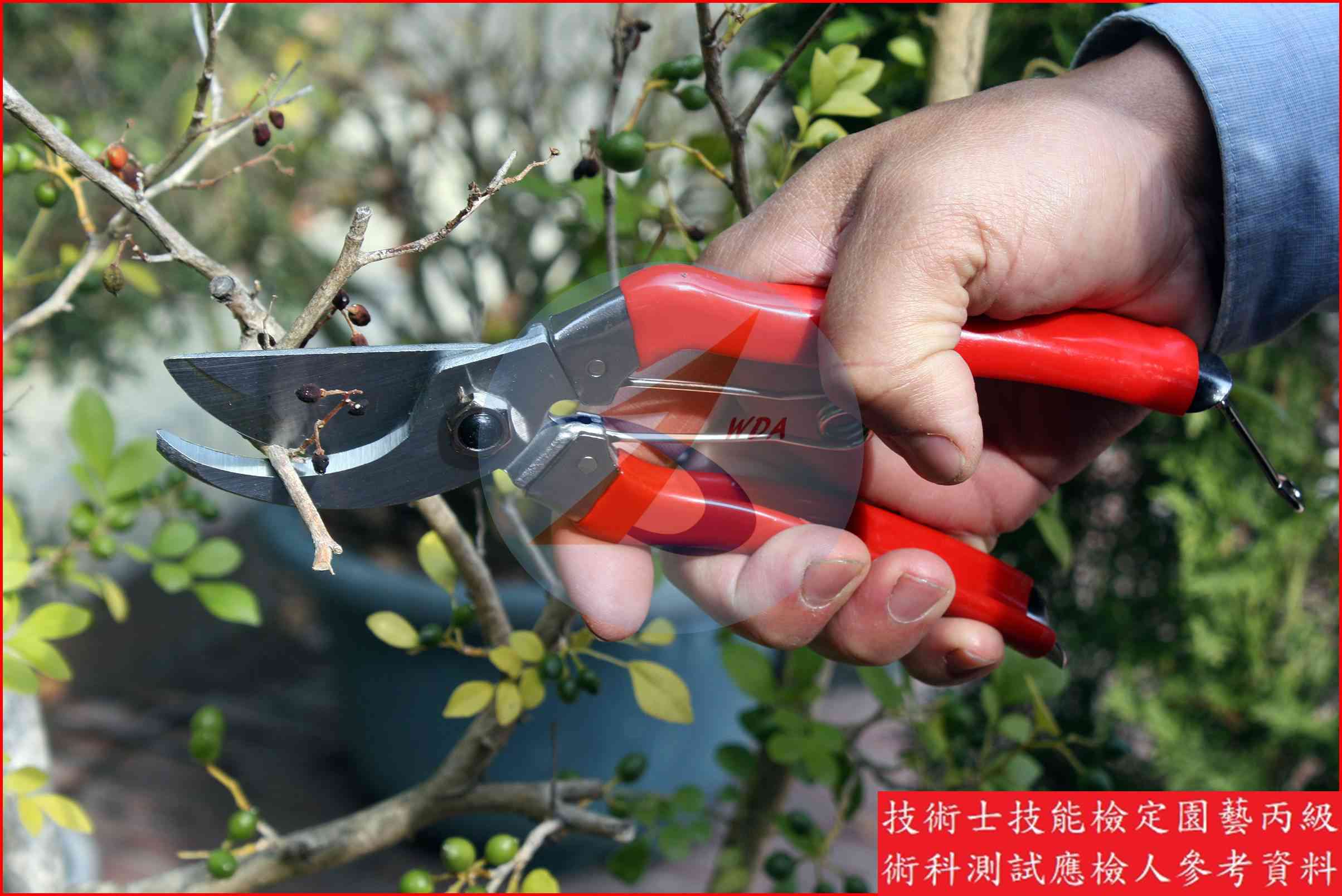 剪定鋏 園藝丙級識別圖片 2