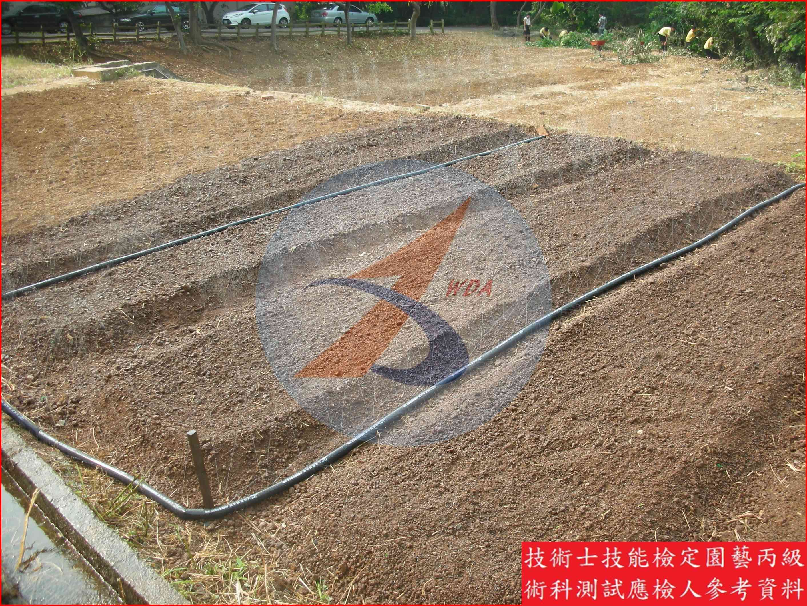 噴水帶 園藝丙級辨識圖片