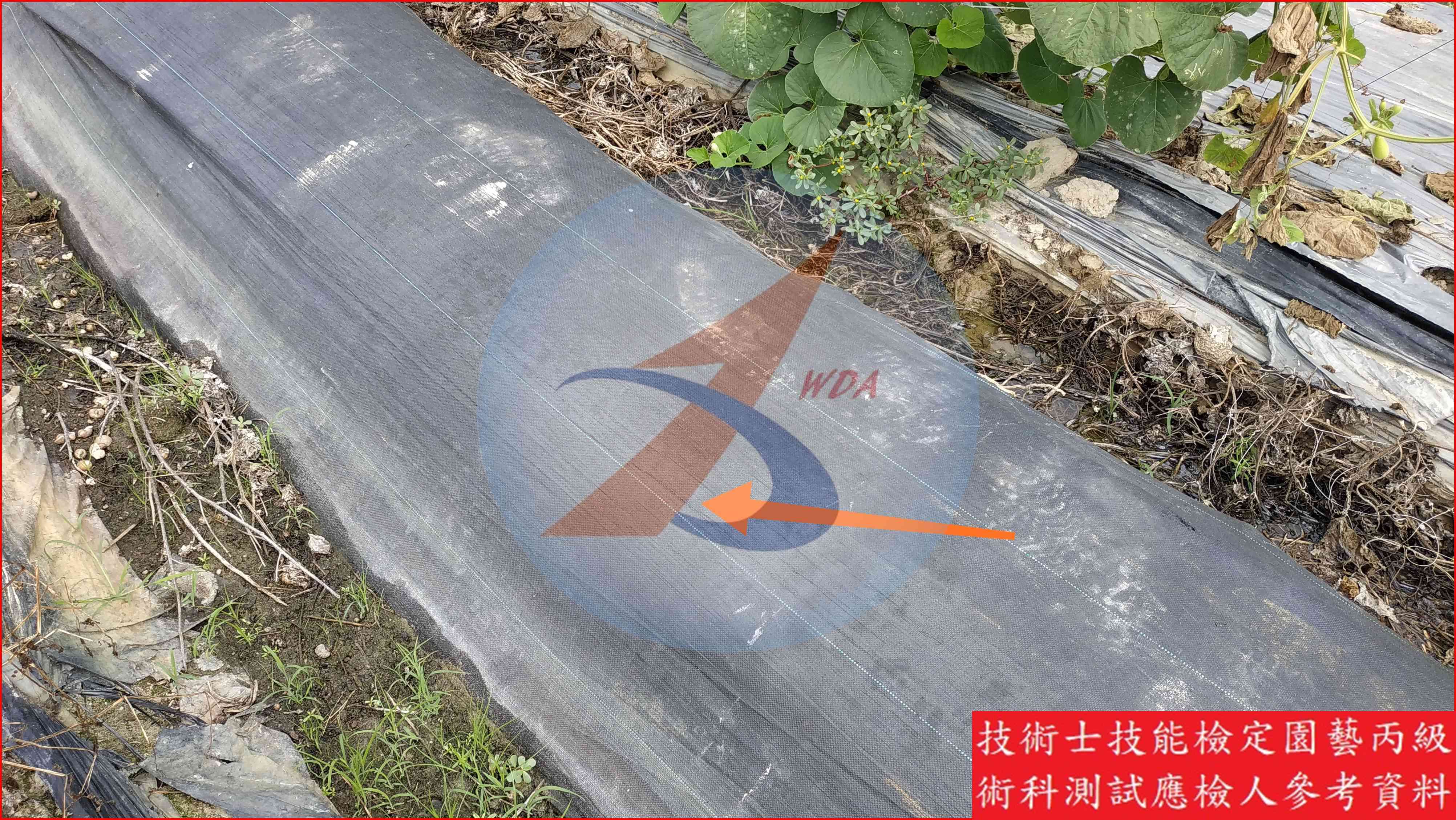 雜草抑制蓆 園藝丙級識別圖片 5