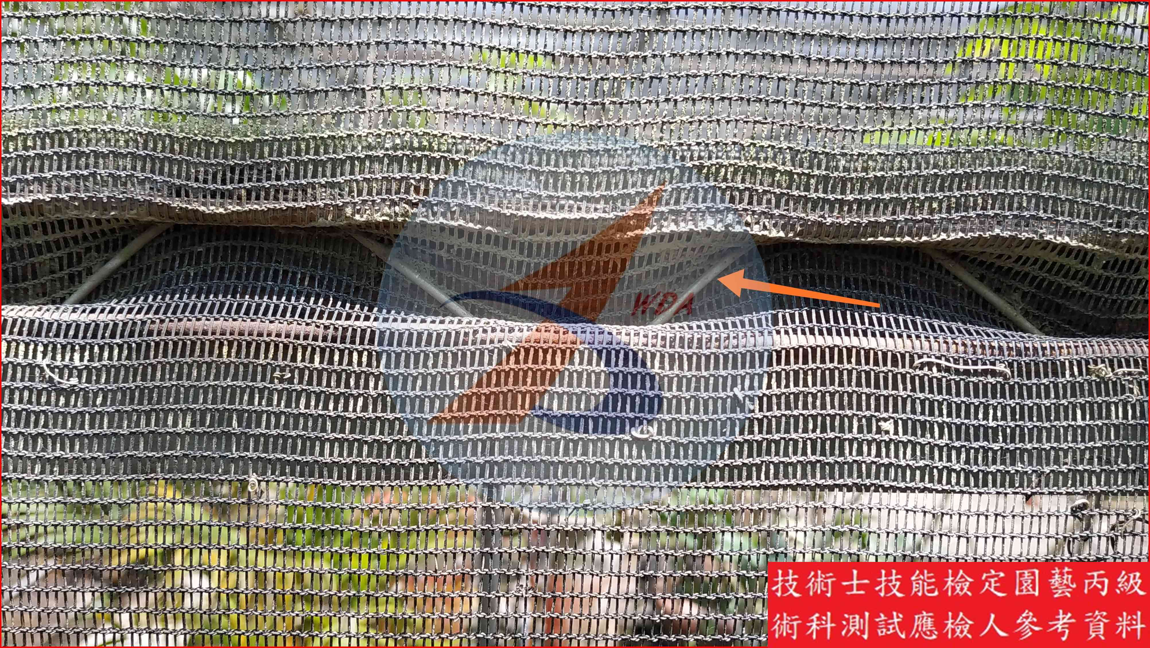 壓條線 園藝丙級識別圖片 4