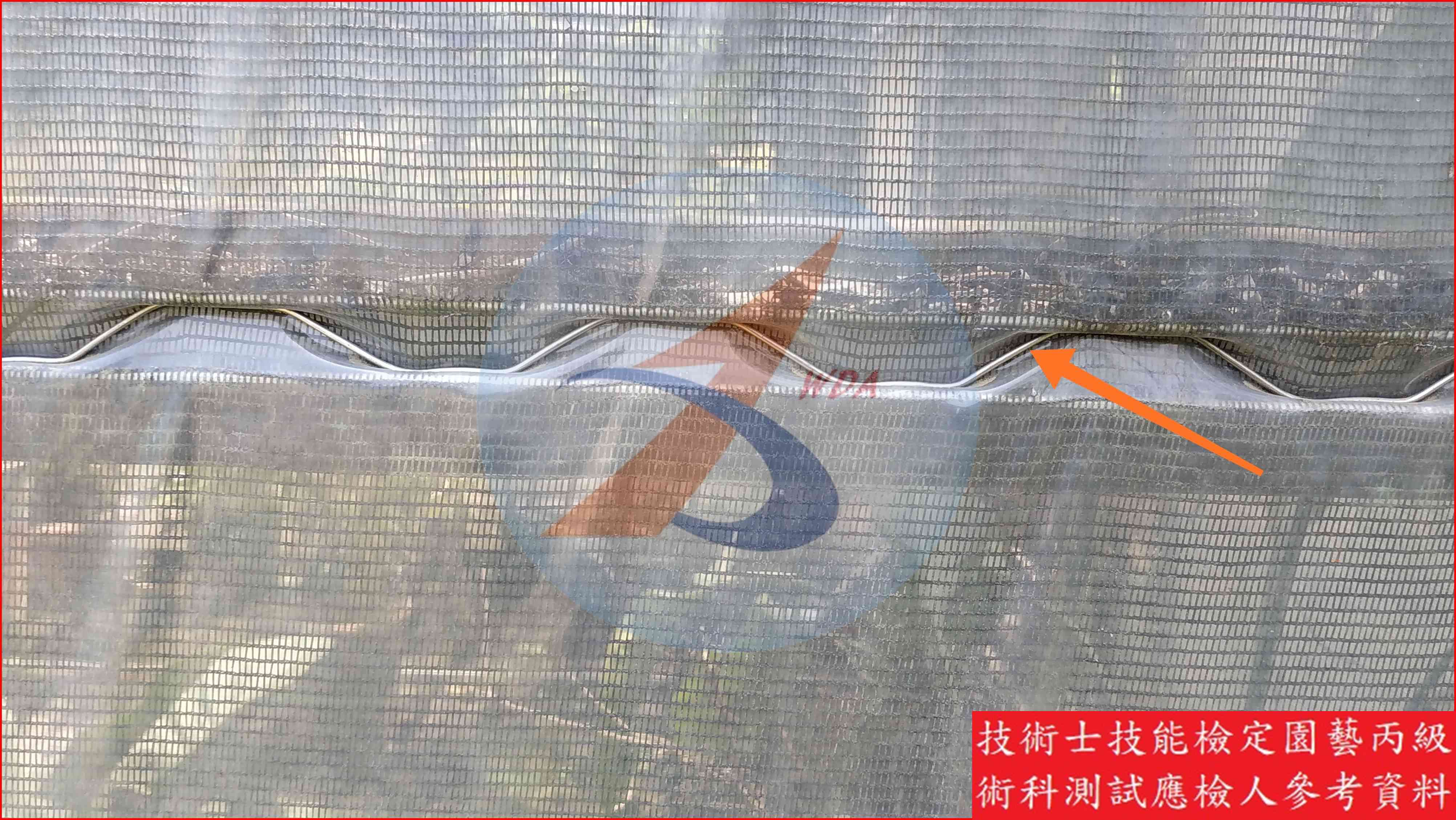 壓條線 園藝丙級識別圖片 5