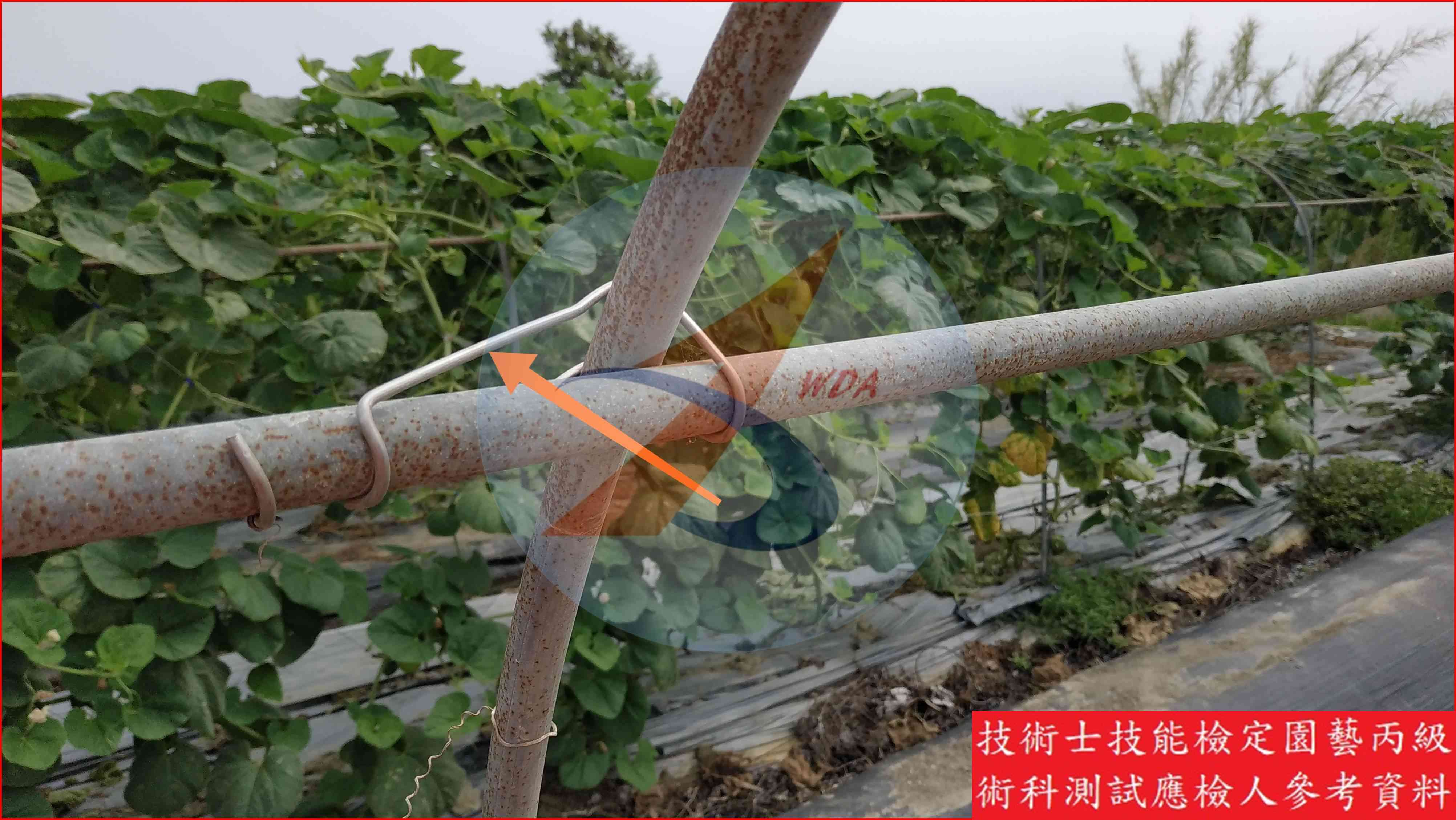 彈簧夾 園藝丙級識別圖片 3