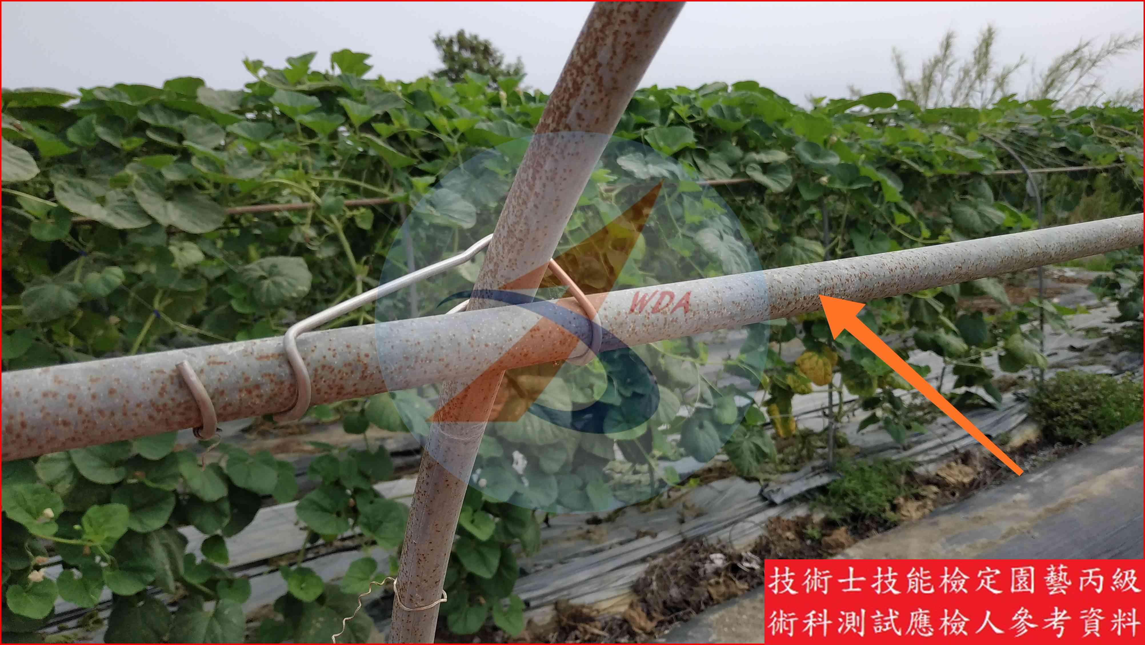 錏管 園藝丙級辨識圖片