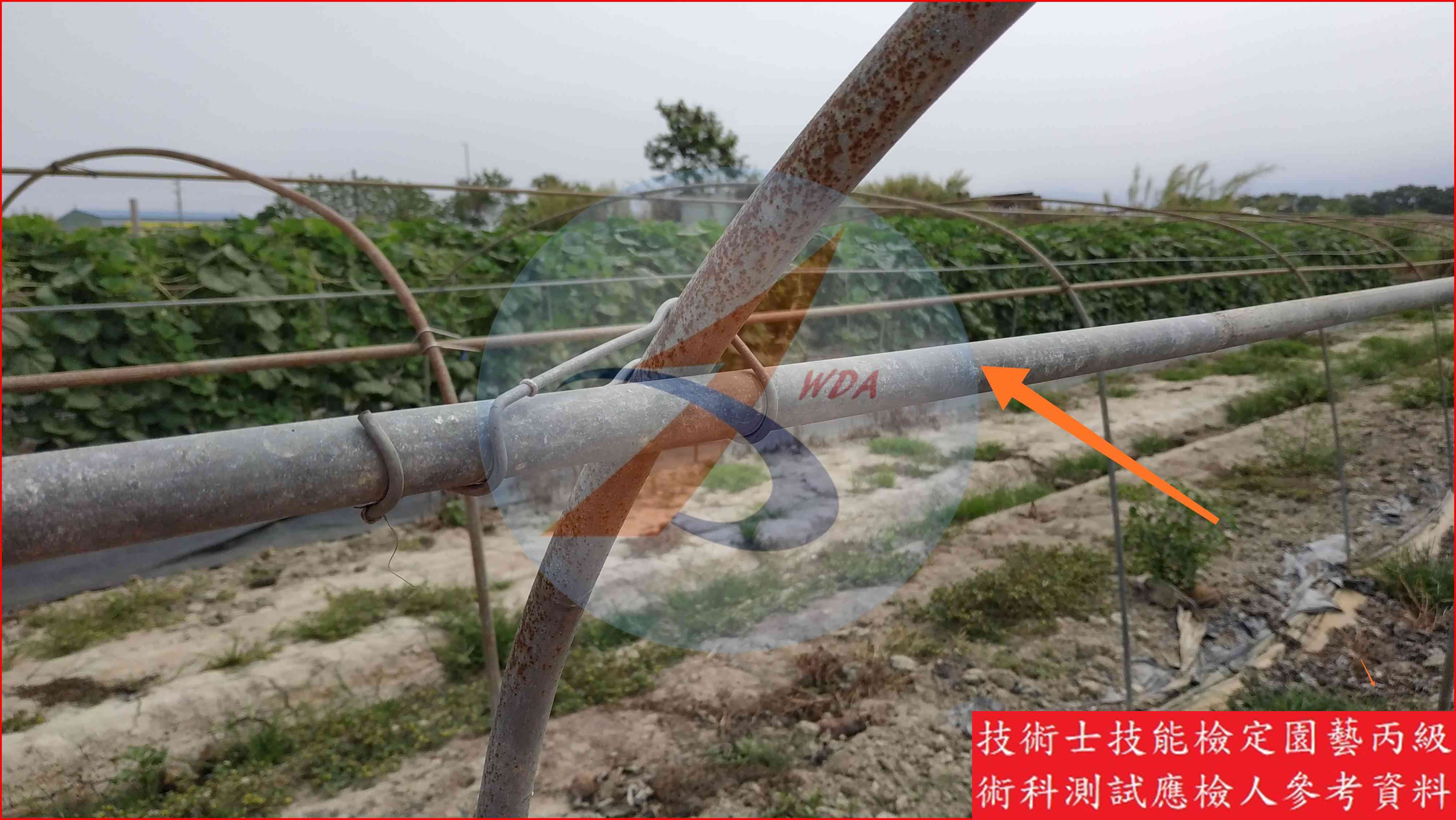 錏管 園藝丙級識別圖片 2