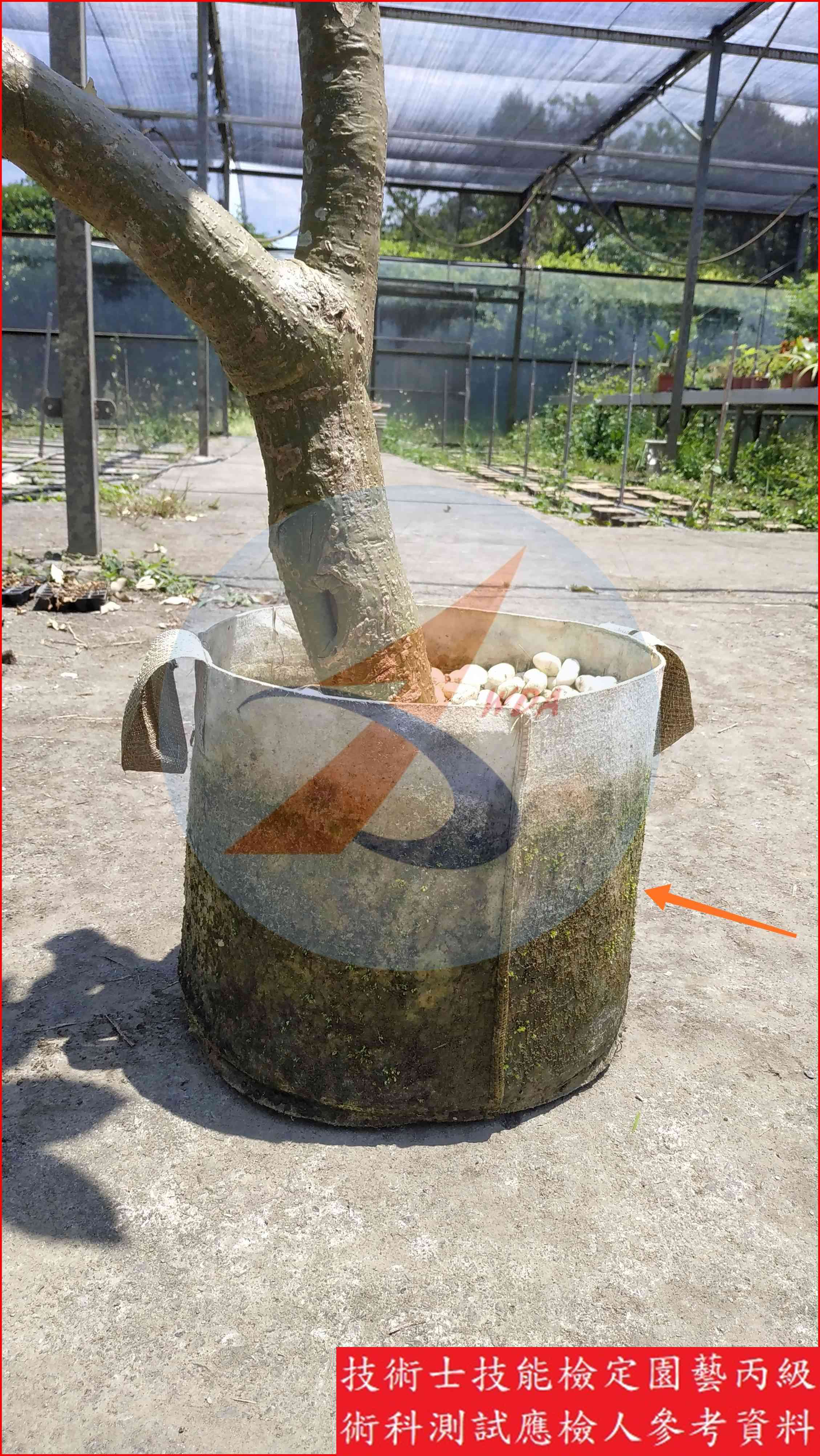 移植袋 園藝丙級識別圖片 2