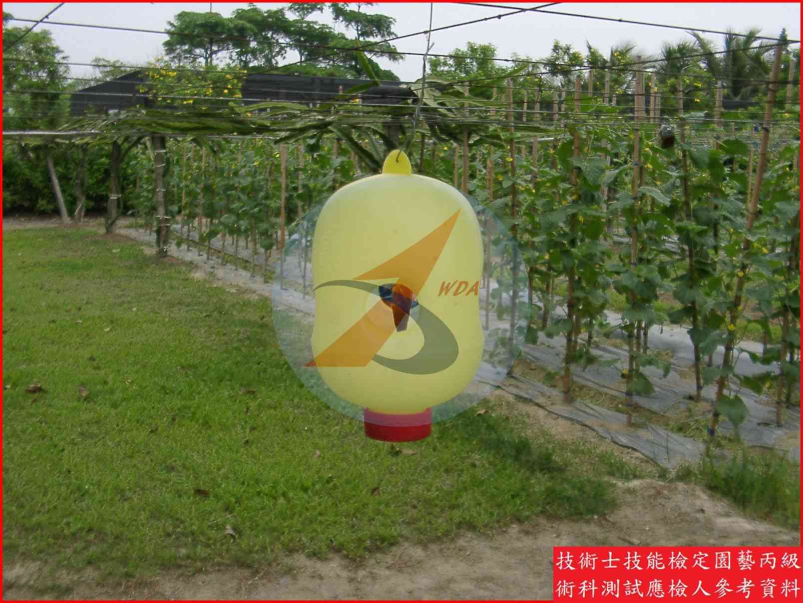 誘蟲盒 園藝丙級辨識圖片
