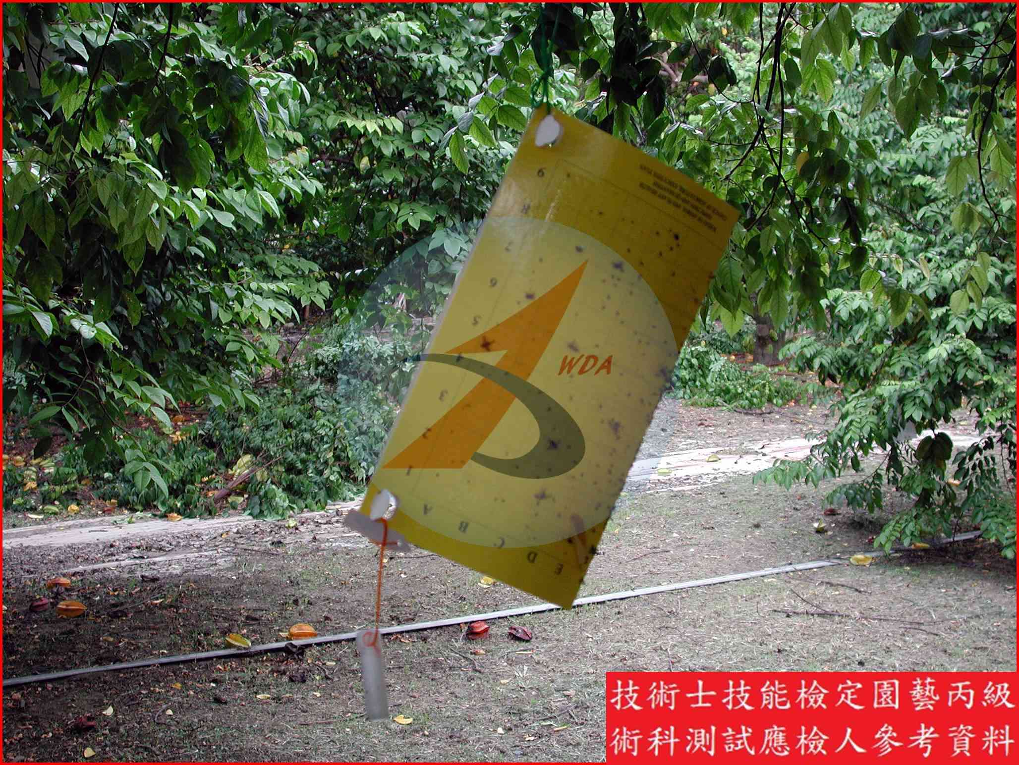 誘蟲黏板 園藝丙級識別圖片 2