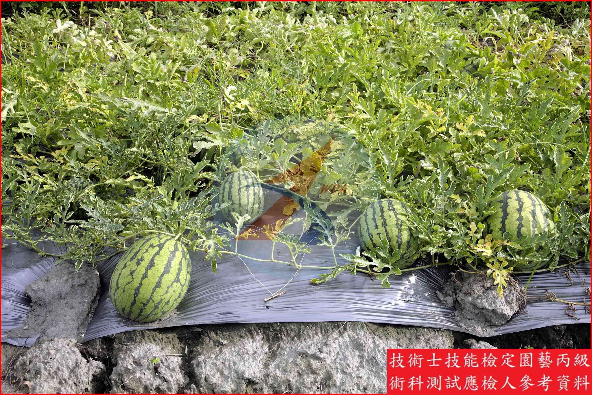 銀黑色塑膠布 園藝丙級識別圖片 2